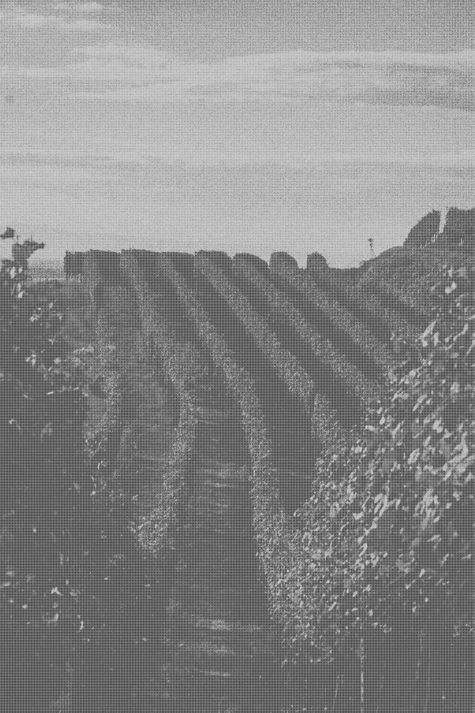 Black and white image of a vineyard