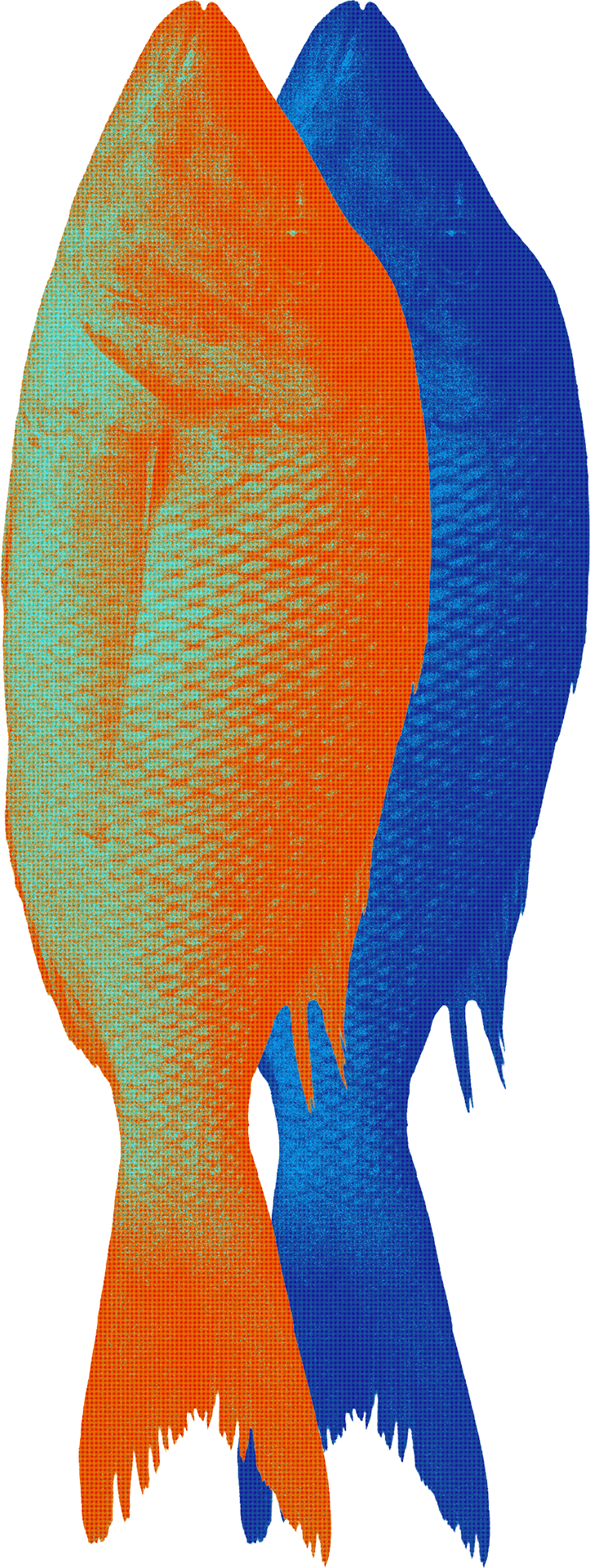 An orange duotone fish lying on top of a blue duotone fish