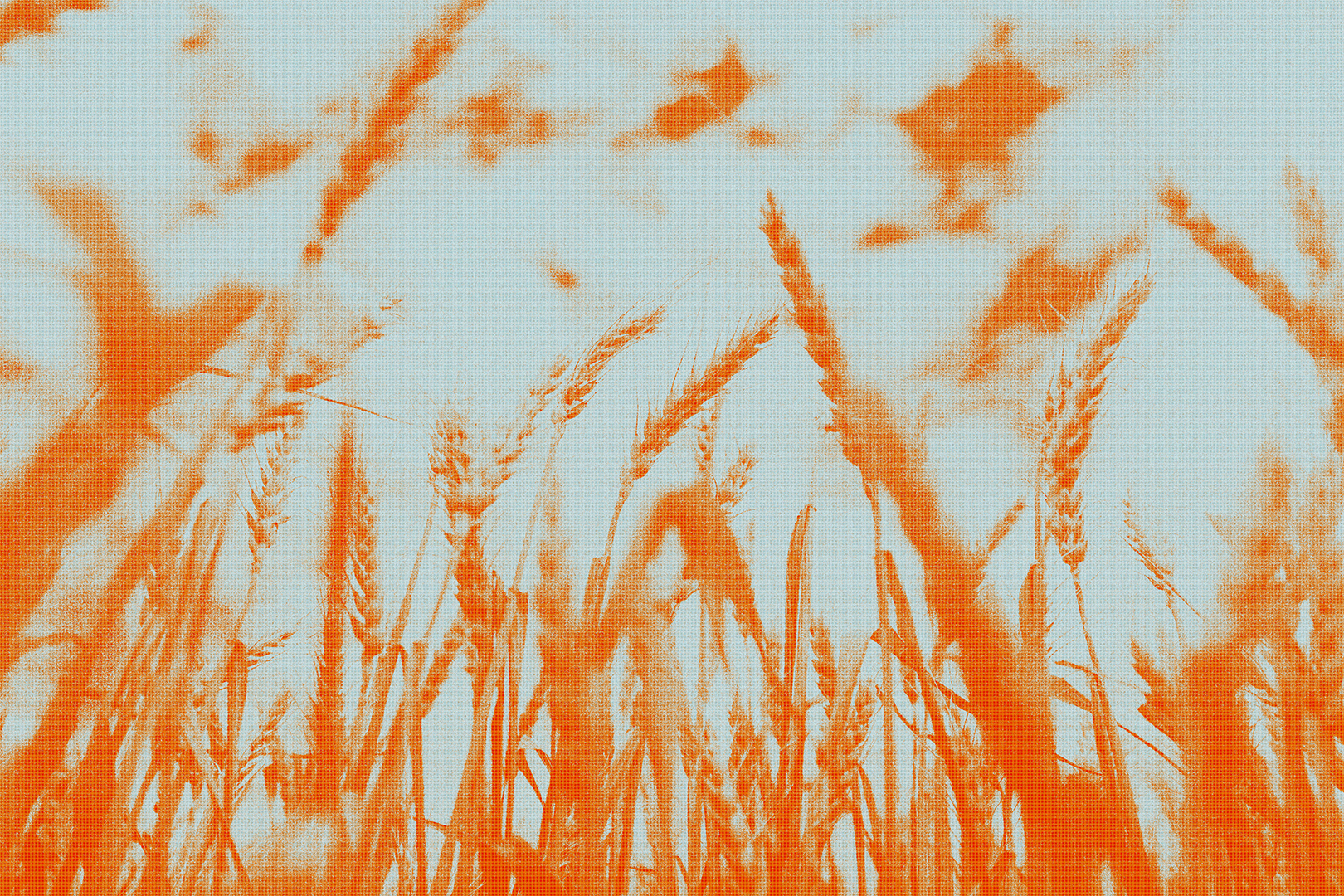 An orange and gray duotone closeup image of wheat against the sky