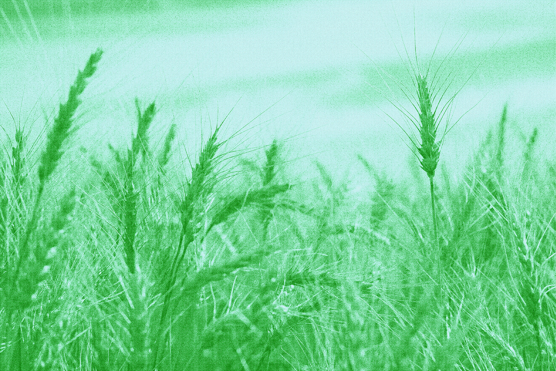 Close-up image of wheat against the sky with green and halftone texture overlay