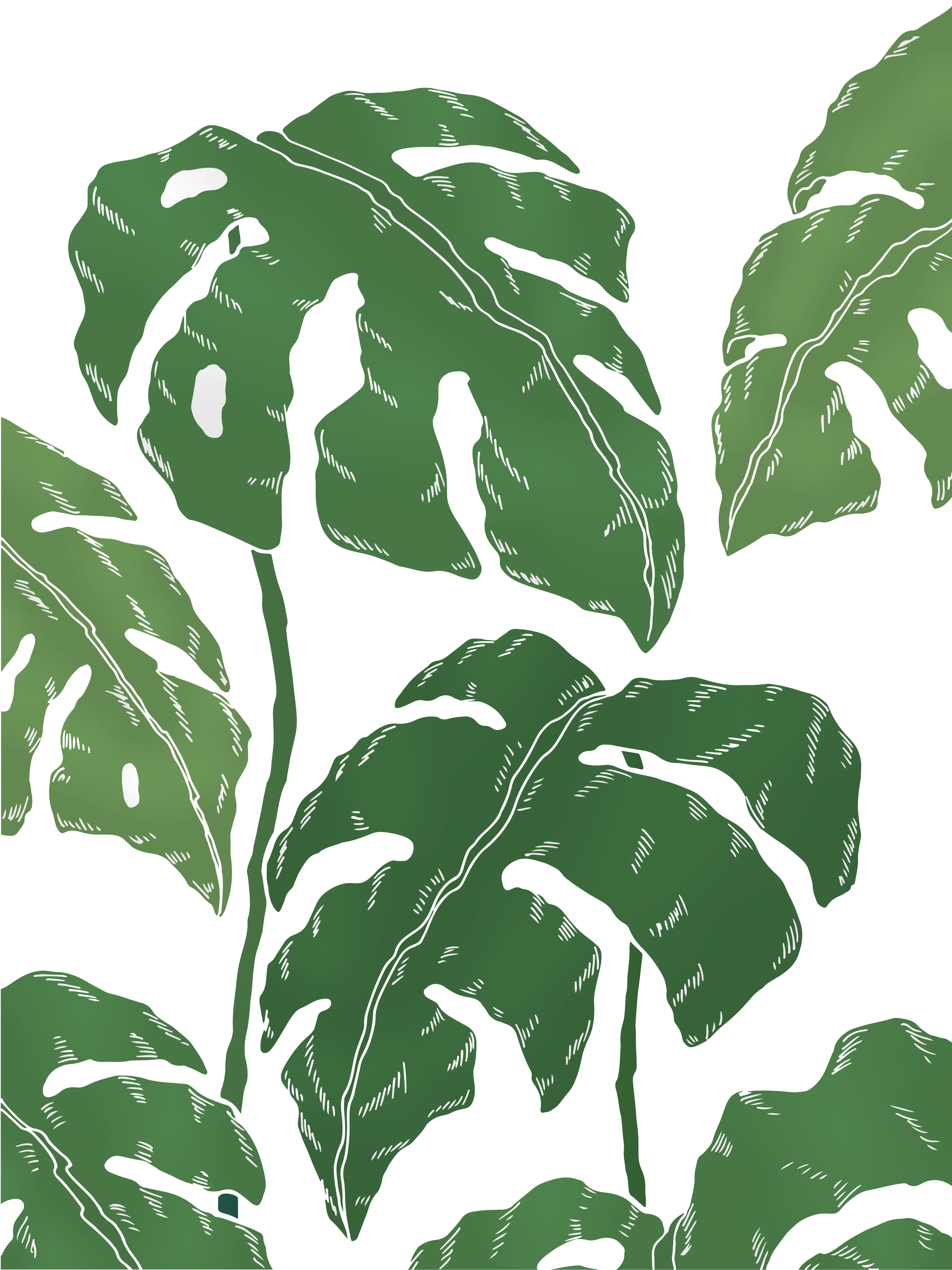 Green monstera leaves