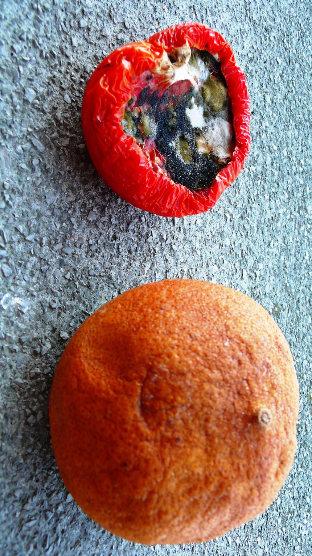 Mold 2