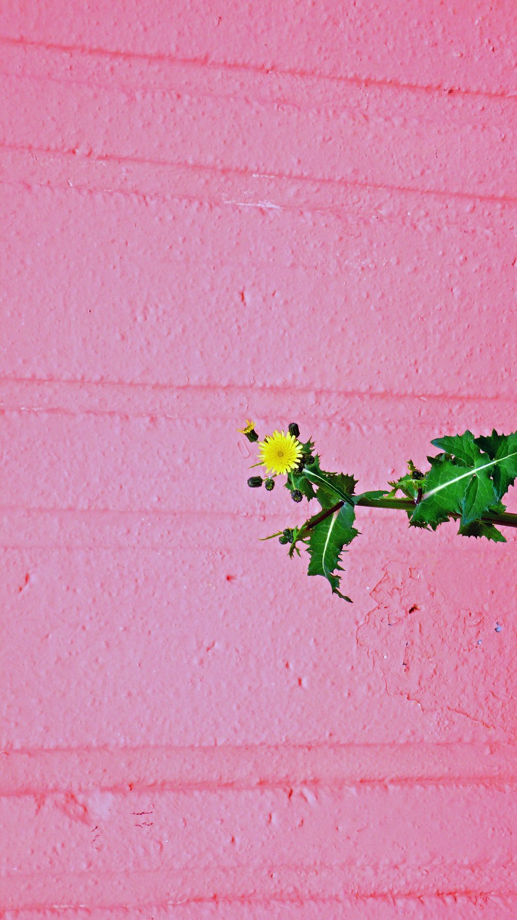 Dandelion