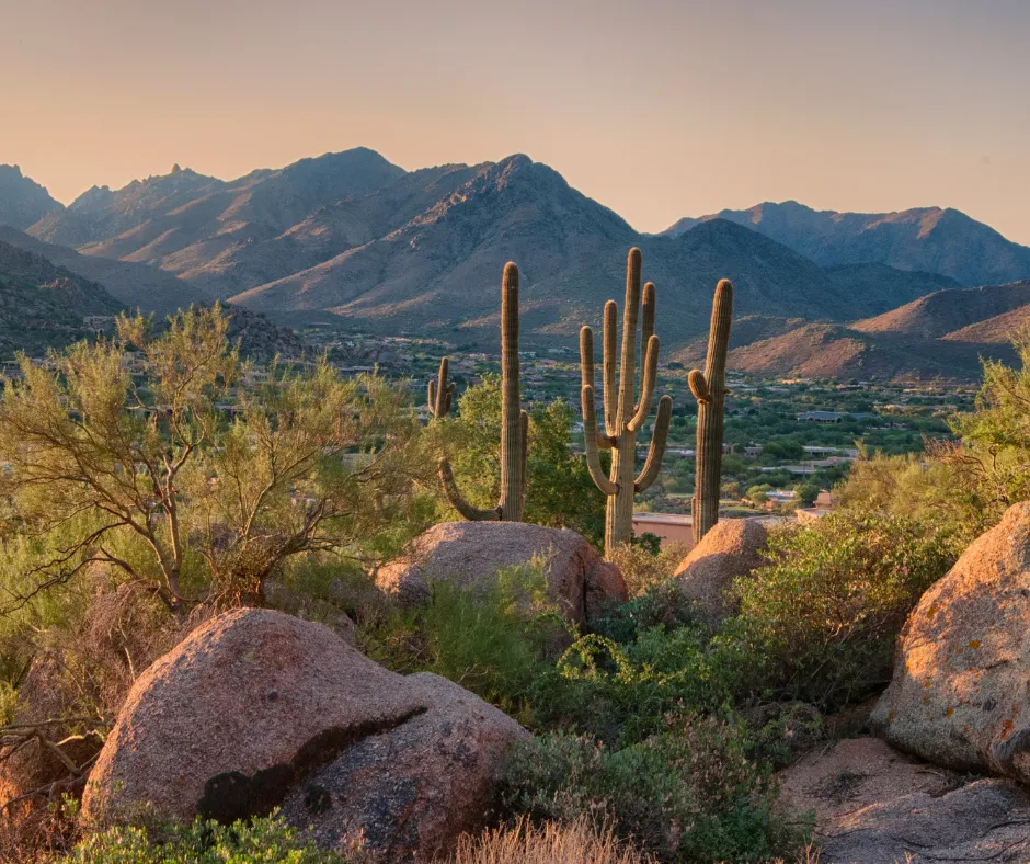 Sonoran desert at golden hour near Gilbert, Arizona