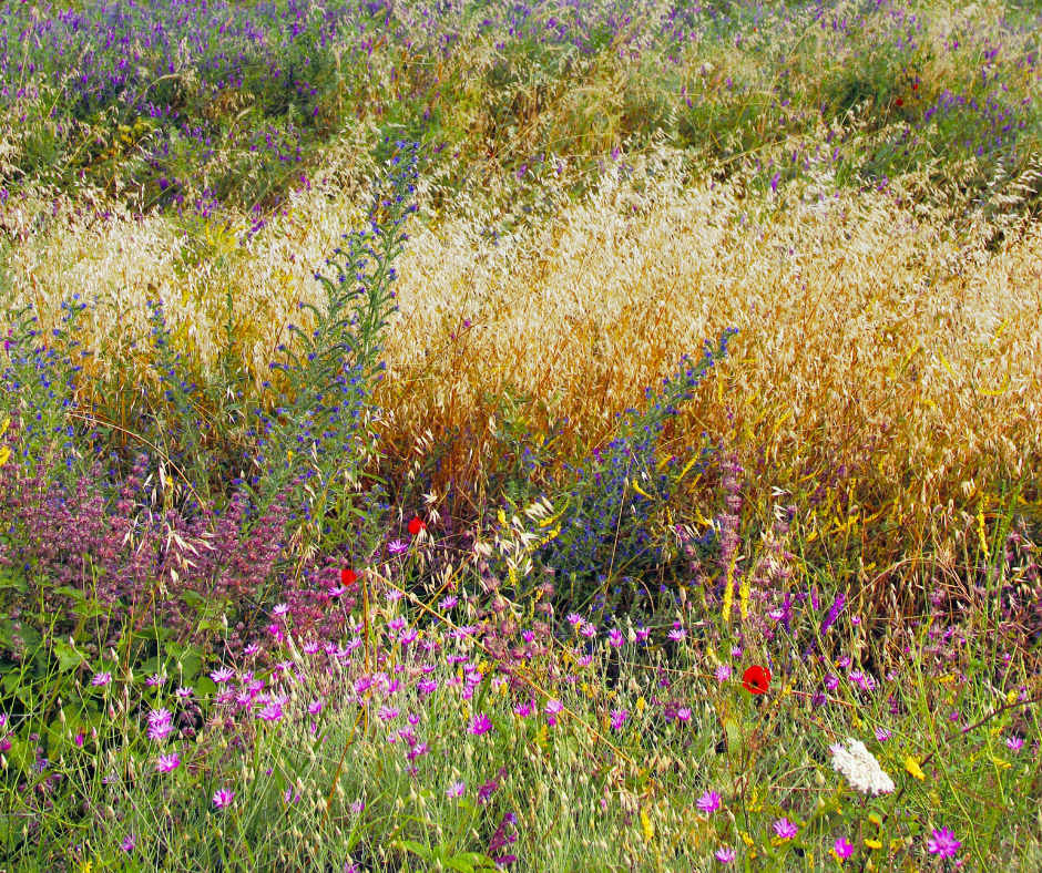 A wildflower meadow at golden hour