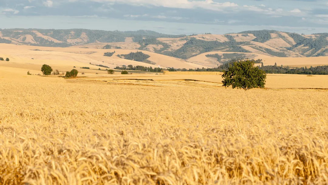 Rolling wheat fields in the Walla Walla Valley