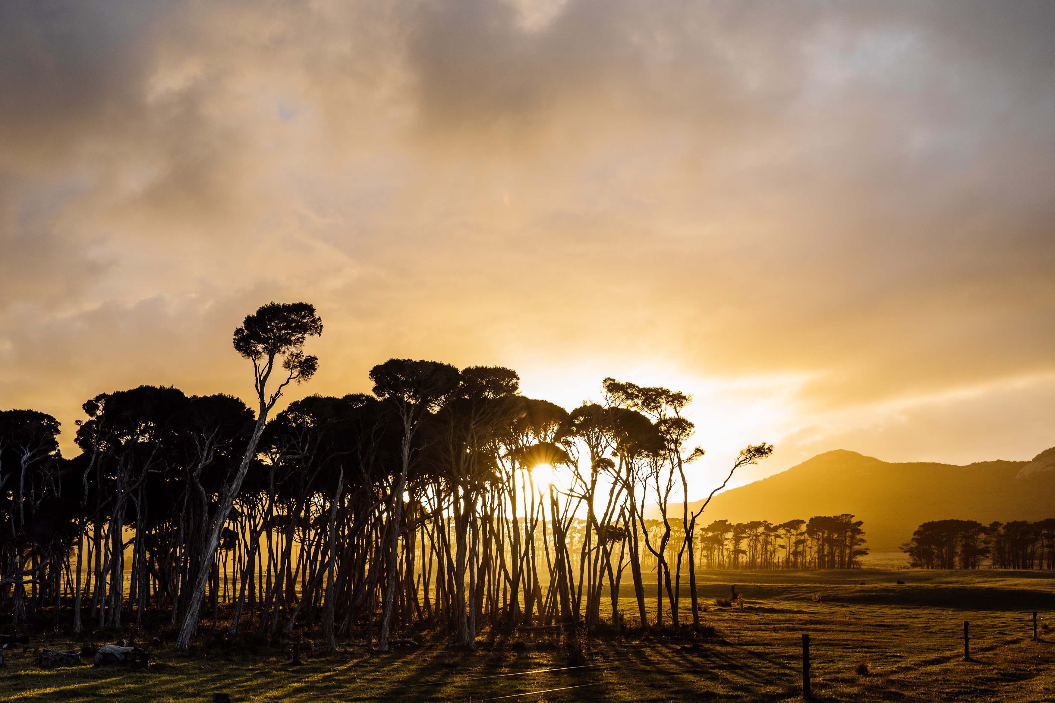 Sunset behind a sparse forest of tall trees casting long shadows on a grassy field with distant hills.