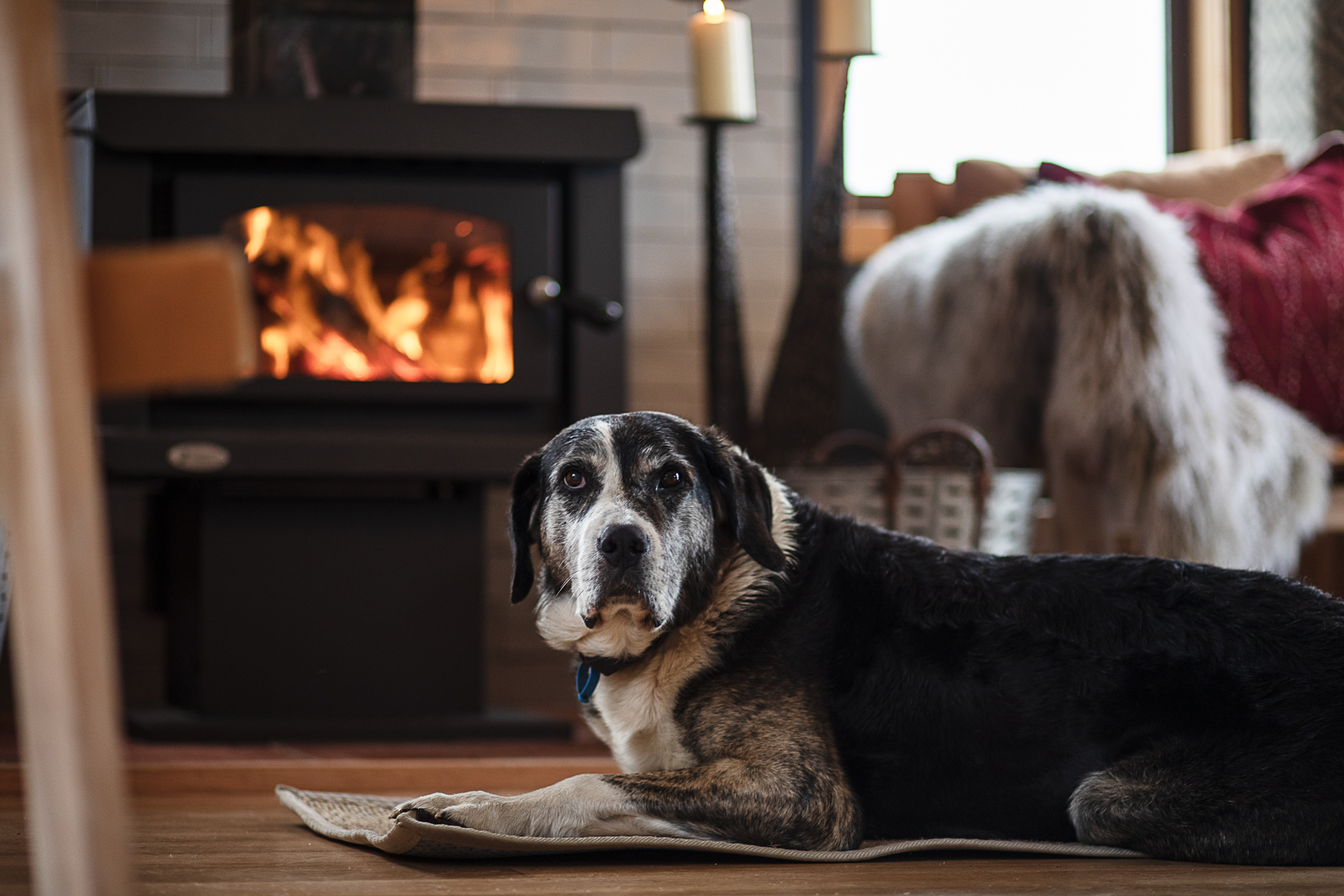 A black and white dog lying on a rug near a lit fireplace in a cozy room with another dog in the background.