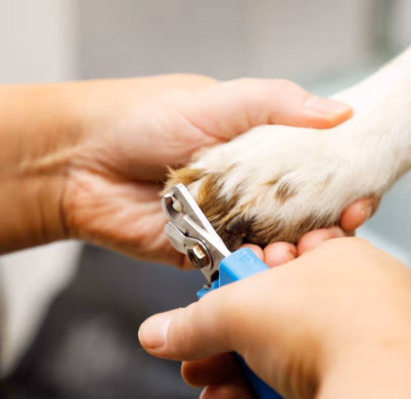 Careful nail clipping during a dog's grooming session