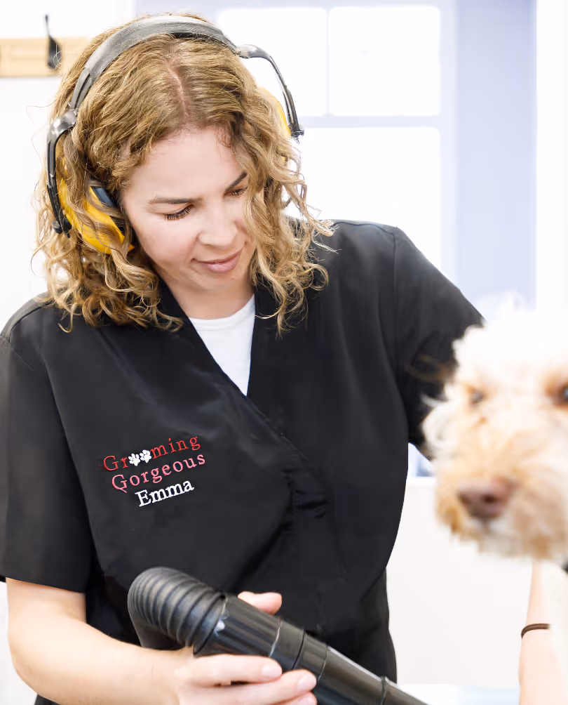 Groomer blow-drying a cream cockapoo using ear protection for the dog's comfort