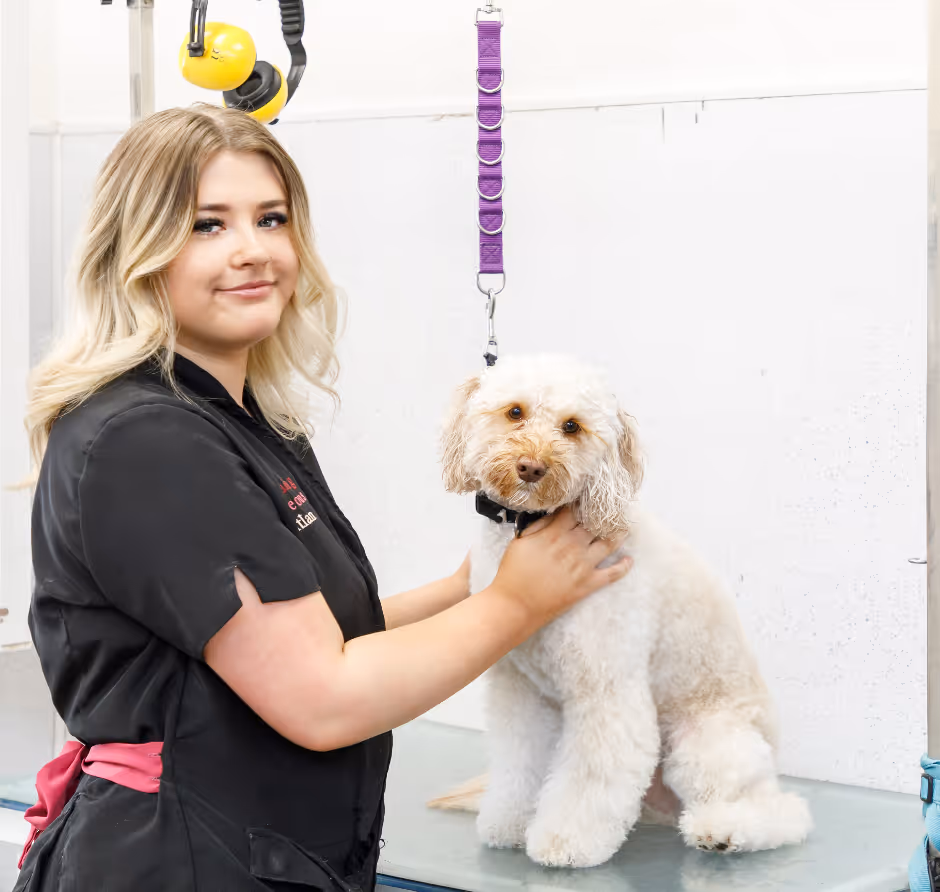 Groomer styling a cream cockapoo on the grooming table at Grooming Gorgeous