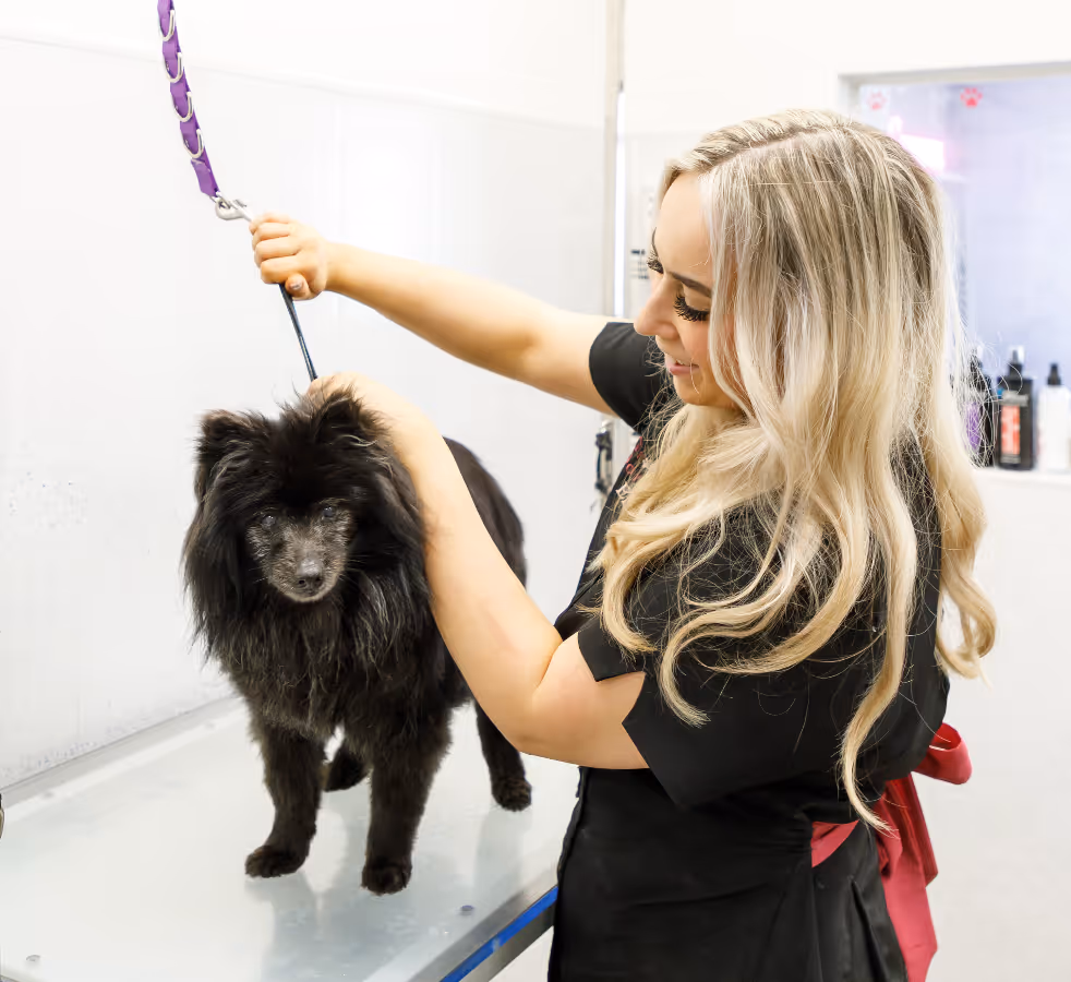 Groomer bathing a black Pomeranian in the salon's bathing station