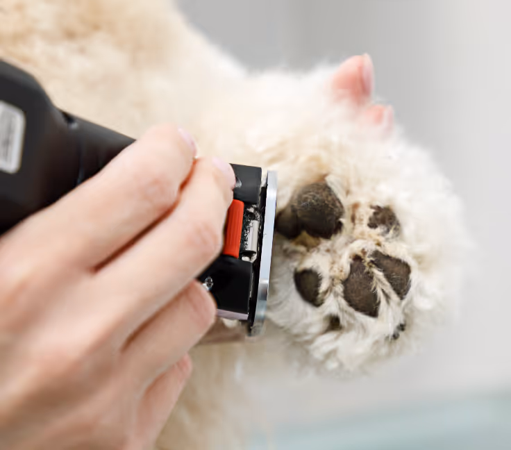 Close-up of a dog's paw being carefully clipped during grooming