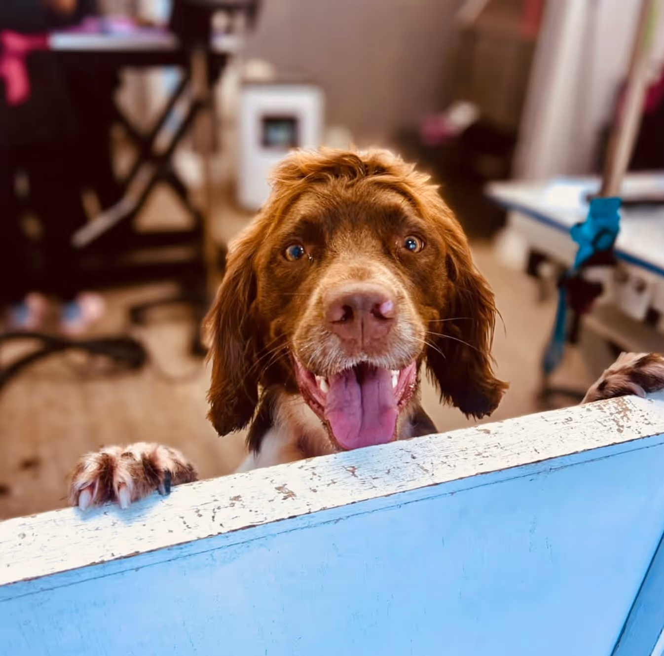 Happy brown cocker spaniel enjoying a warm bath at the salon