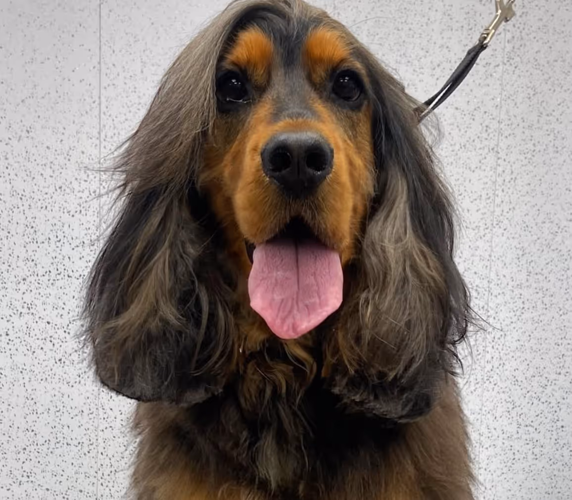 Cocker spaniel with a glossy, healthy coat after grooming