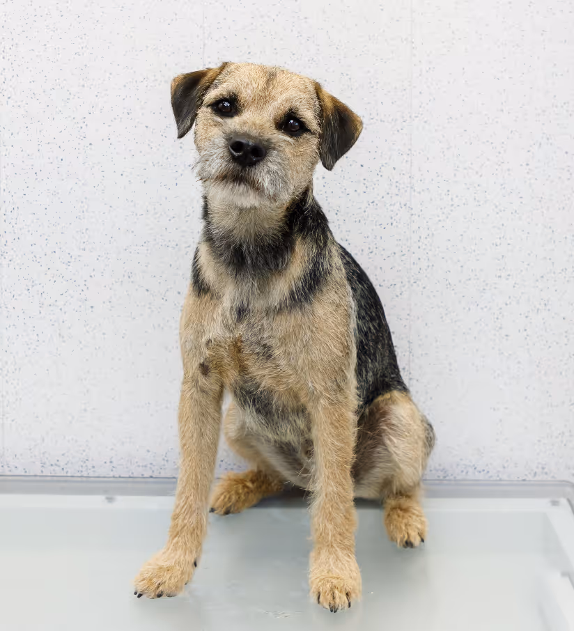 Border terrier sitting on the grooming table at Grooming Gorgeous