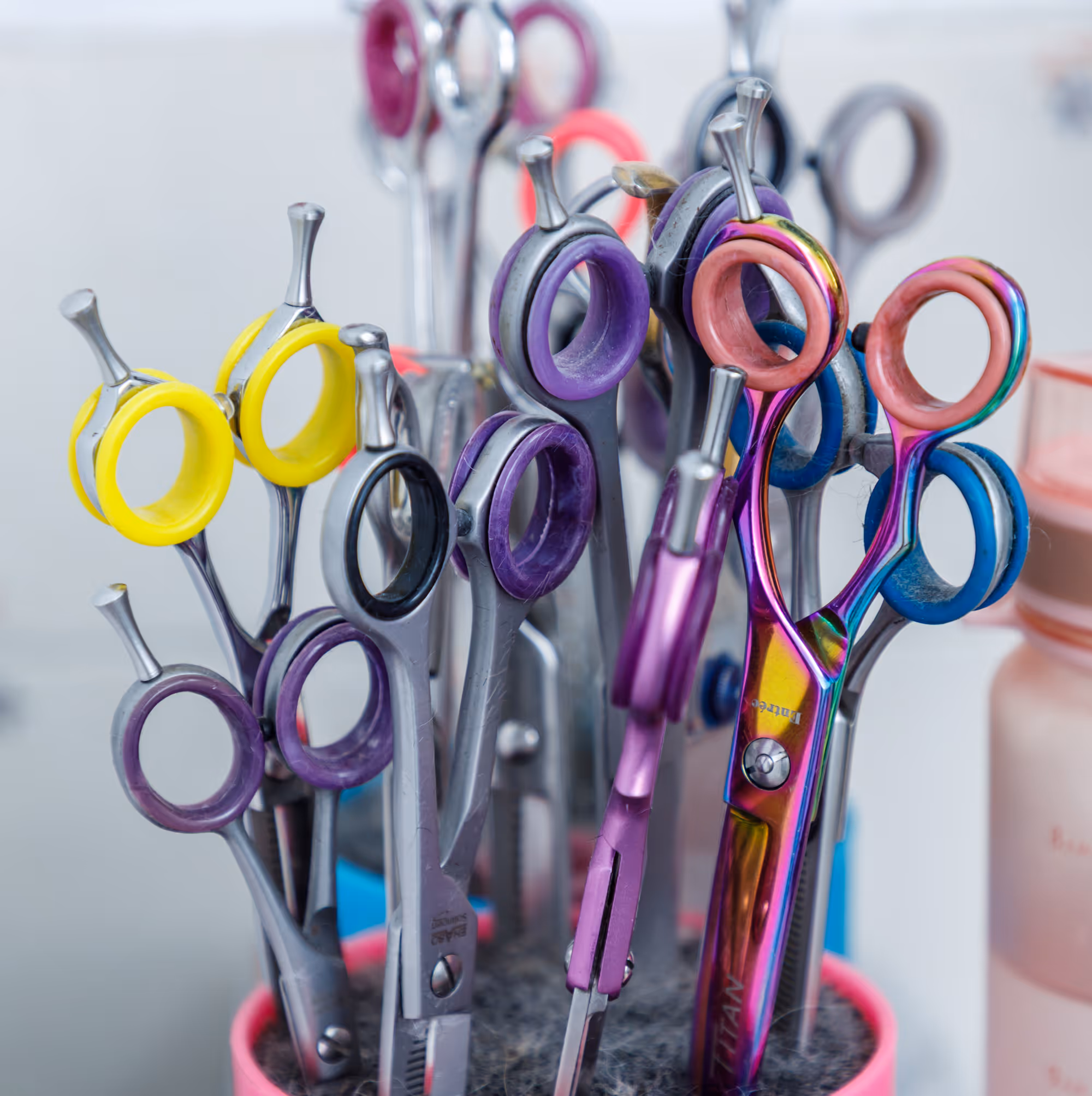 Colourful professional grooming shears lined up ready for the day