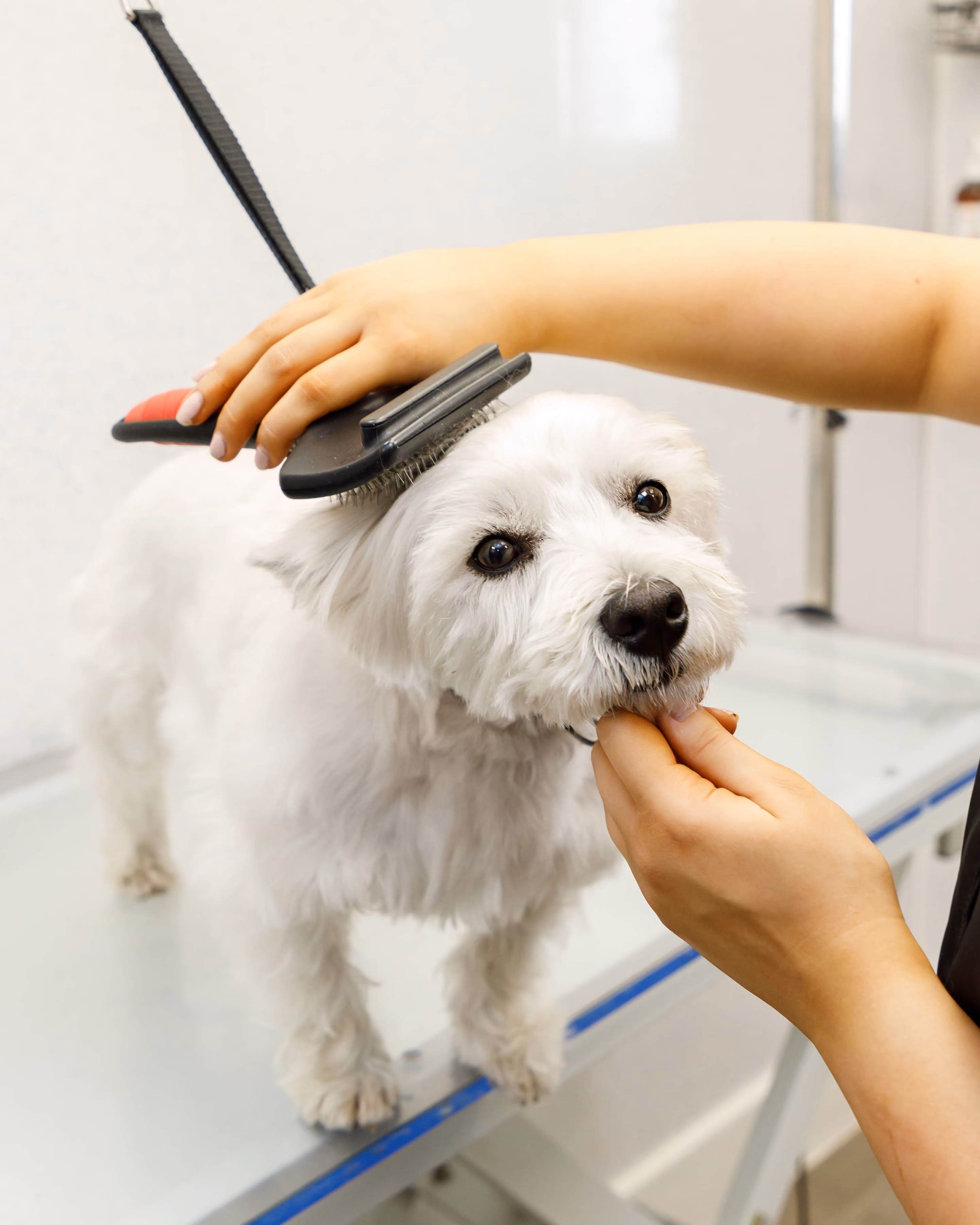 White dog being gently brushed on the head by a person at a grooming table.