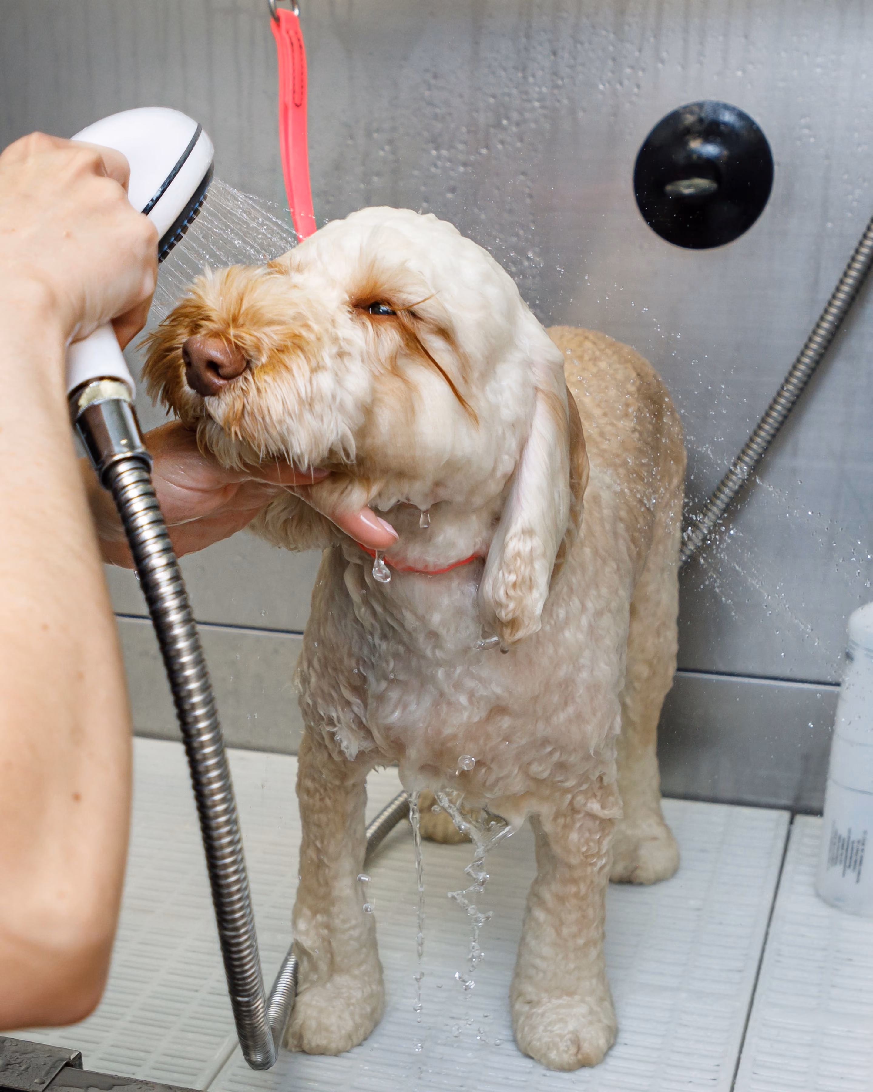 Curly-haired dog getting a bath with a handheld shower sprayer while standing on a white tiled floor.