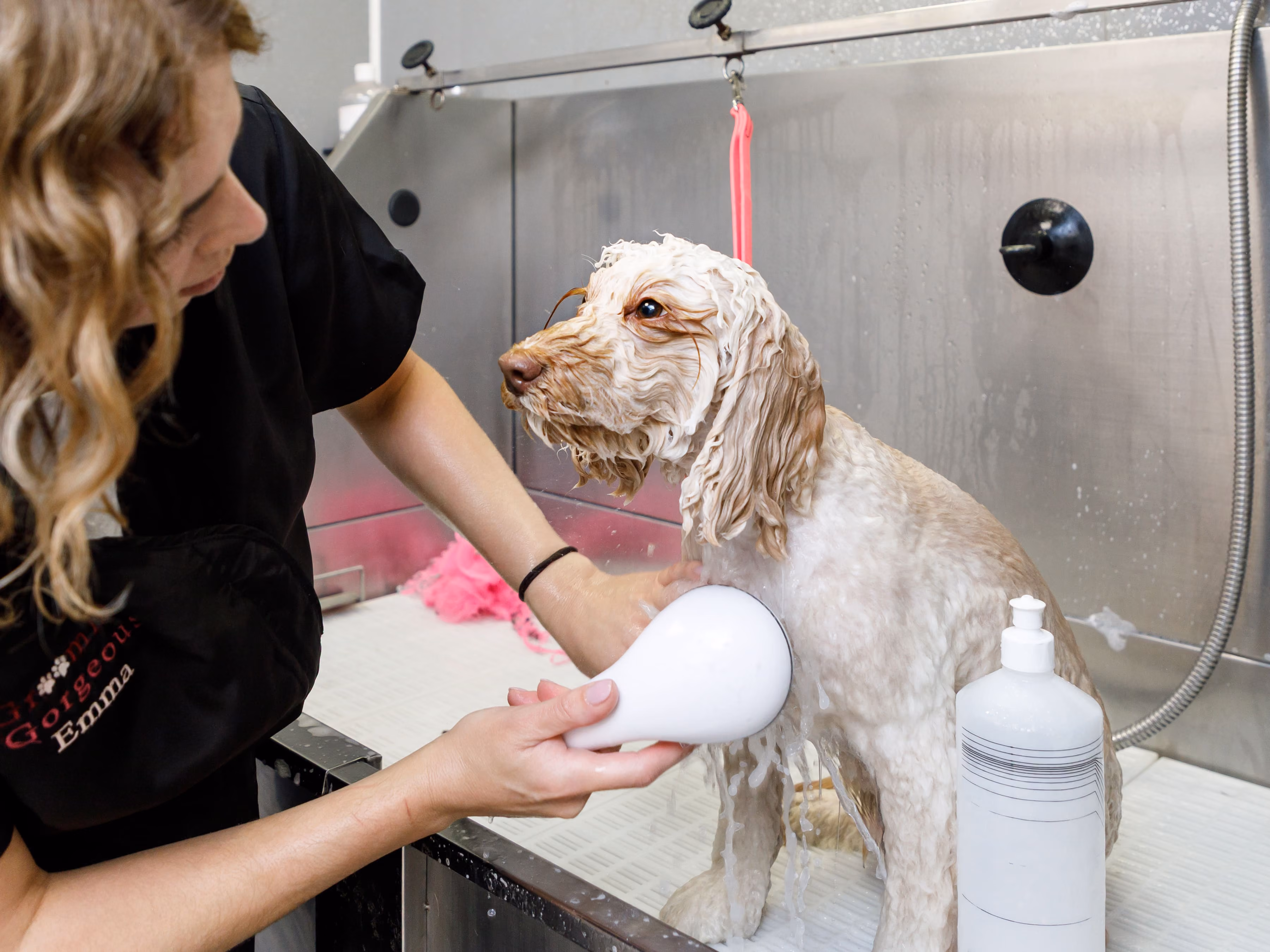 Woman washing a wet dog with a white shower head in a grooming station sink.