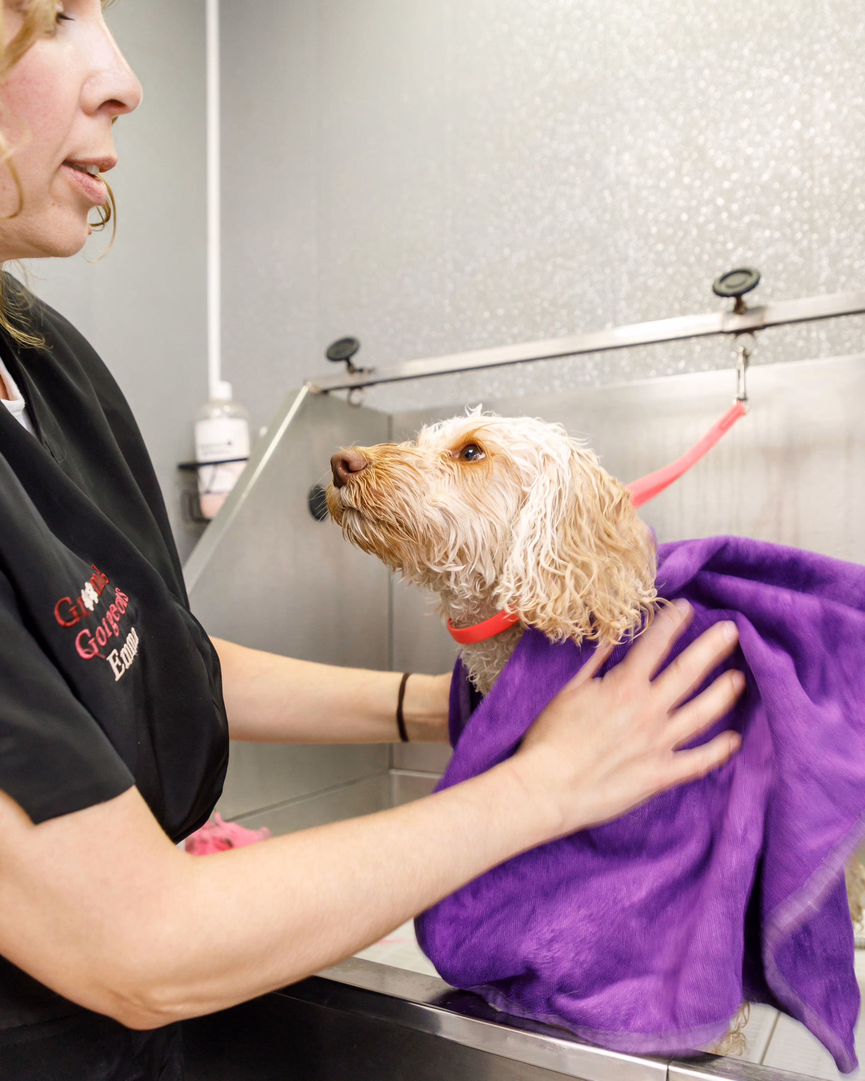 Groomer drying a wet dog wrapped in a purple towel on a grooming table.