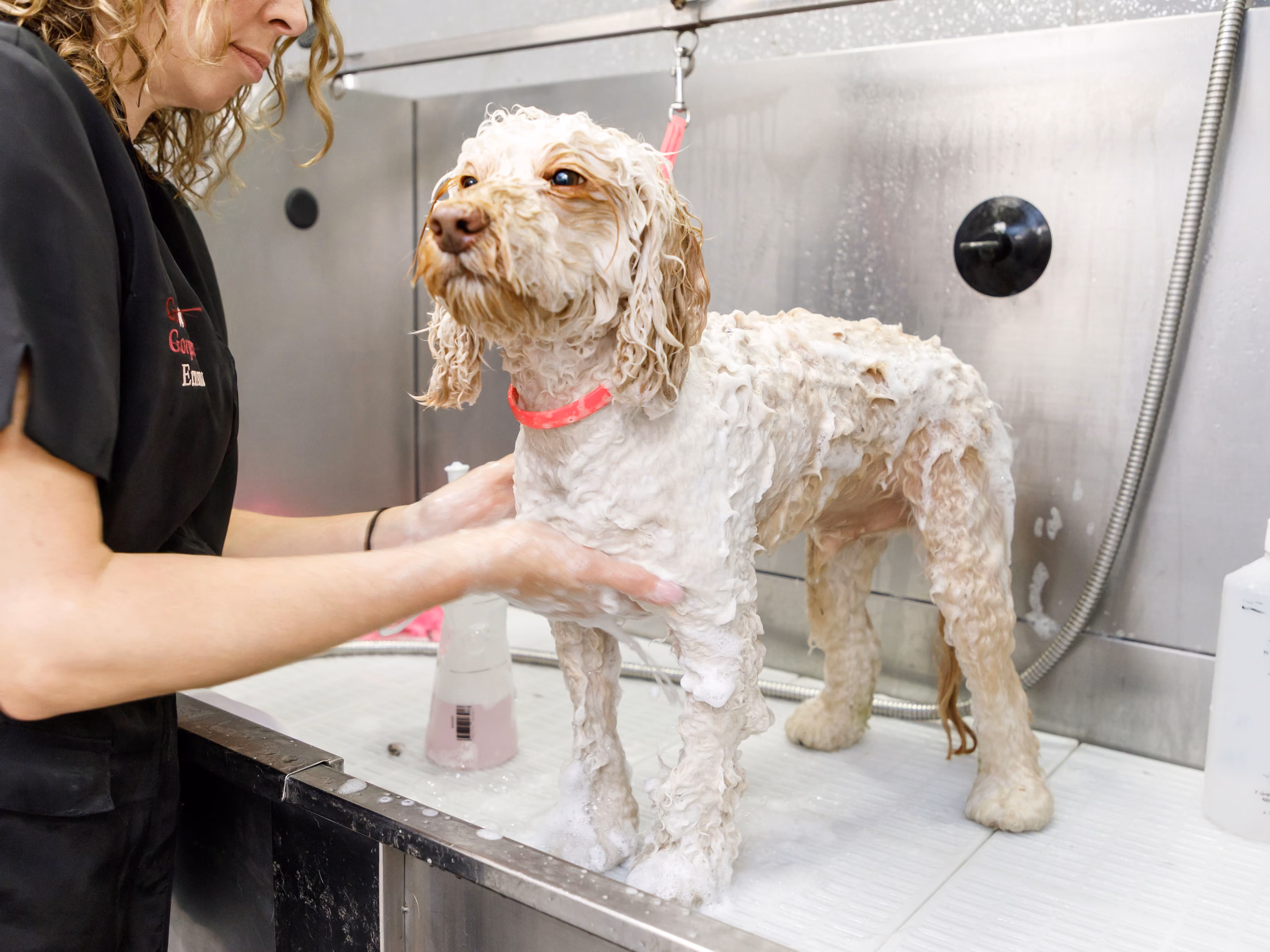 Woman washing a small curly-haired dog covered in soap foam in a grooming station.