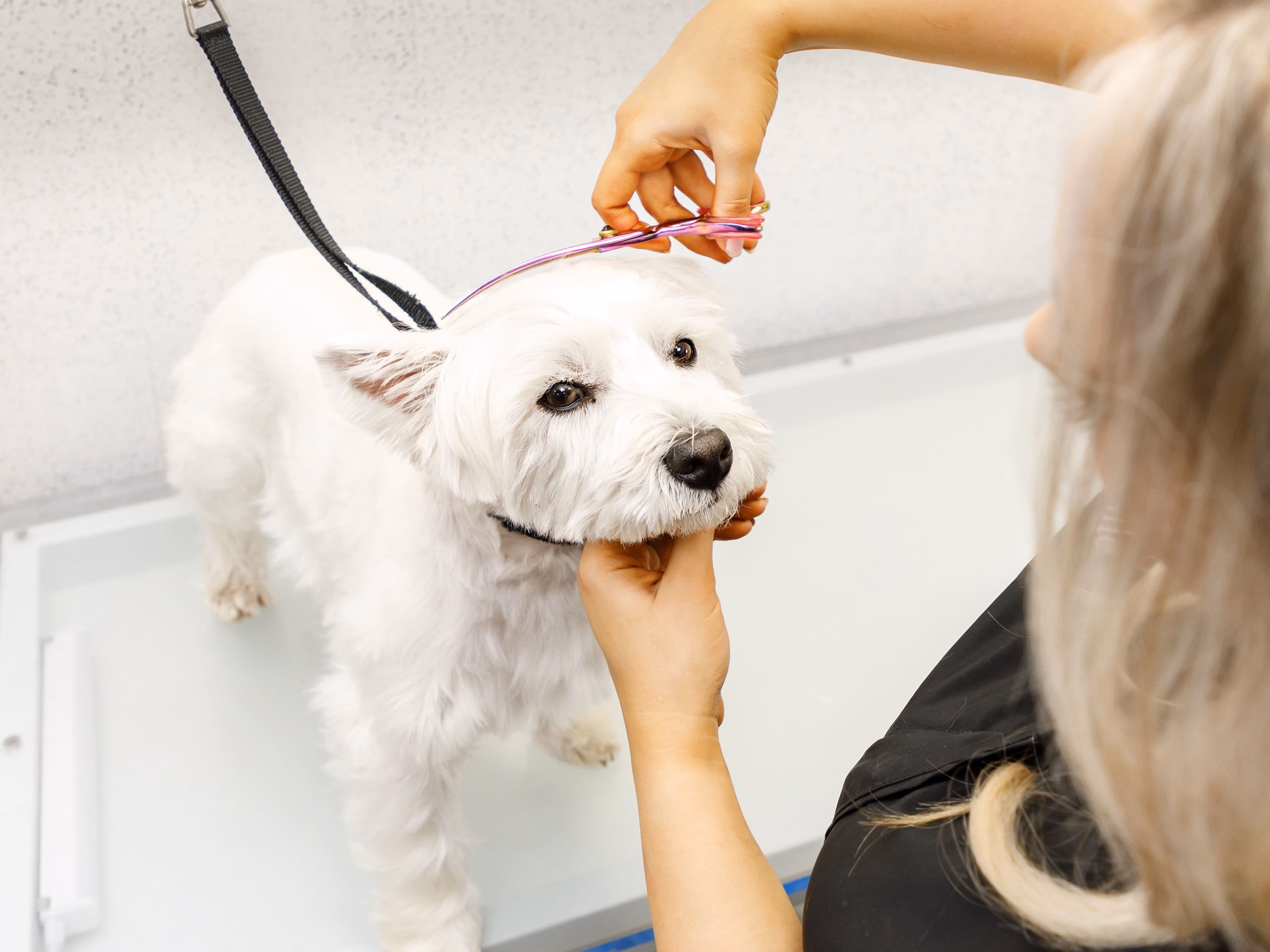 White dog being groomed by a person holding scissors and the dog's chin gently.