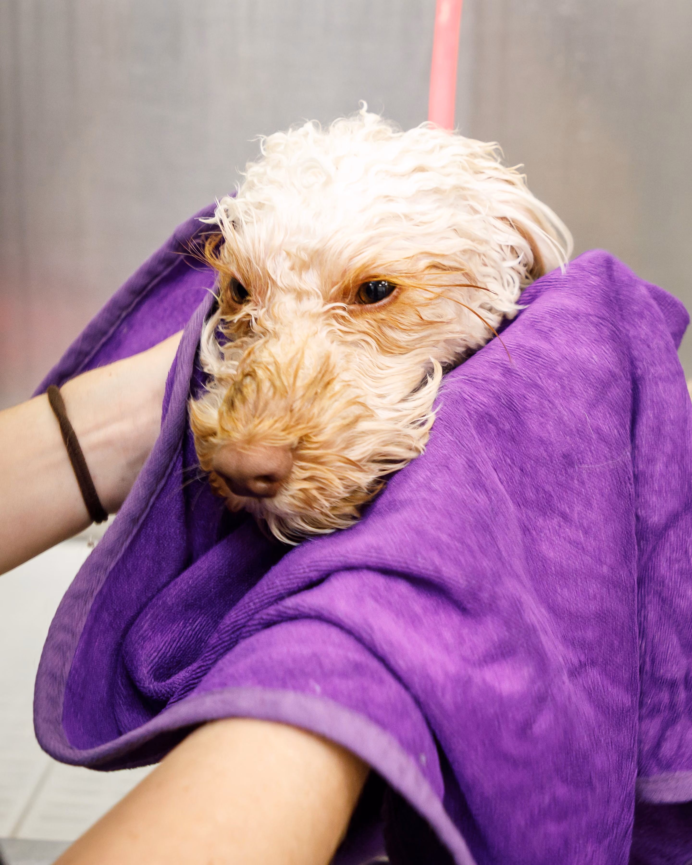 Wet dog wrapped and dried in a purple towel held by a person’s arms.