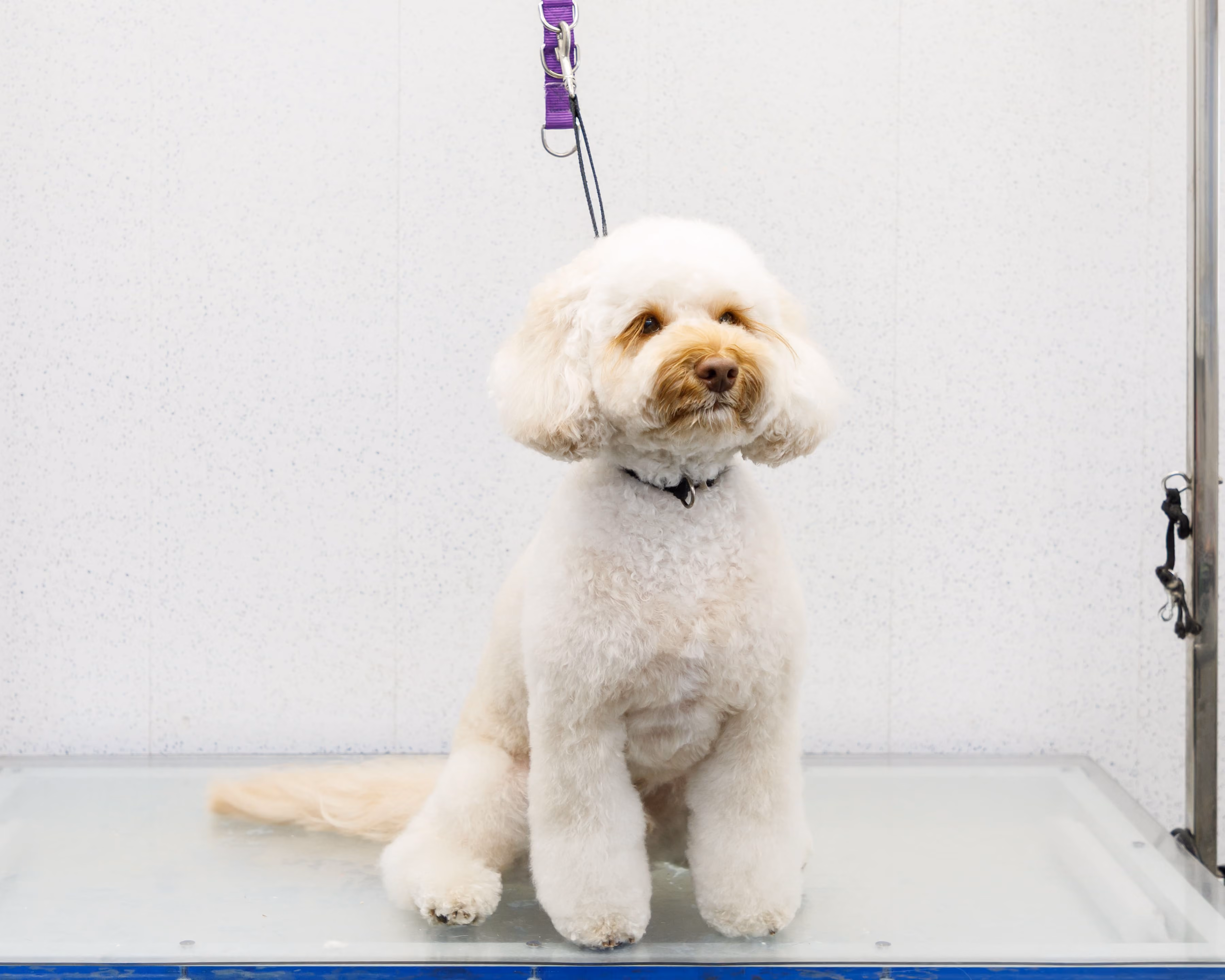 Curly white dog with a brown muzzle sitting on a grooming table secured by a purple leash.