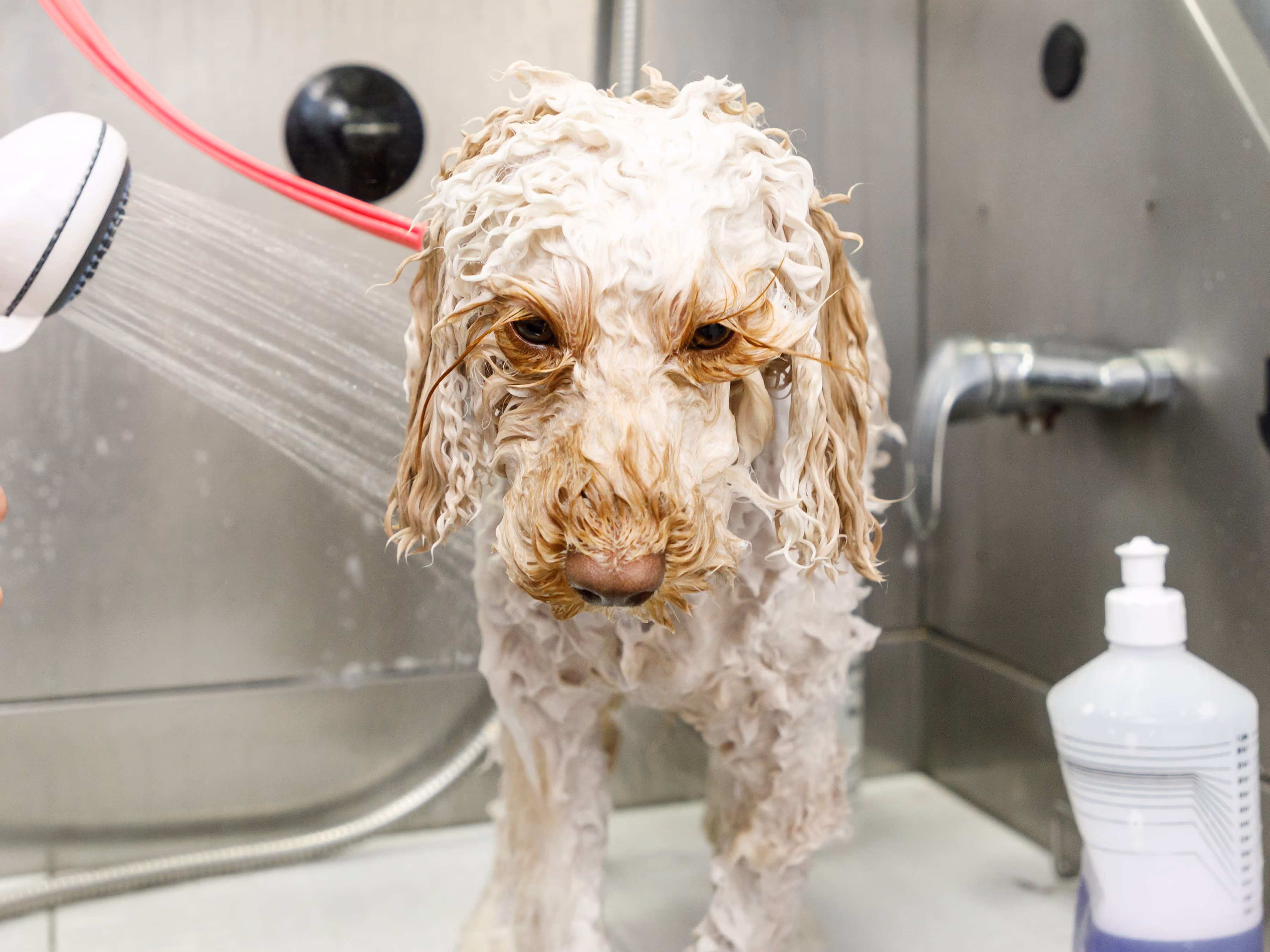Wet dog with curly fur being rinsed with a handheld shower in a grooming station.
