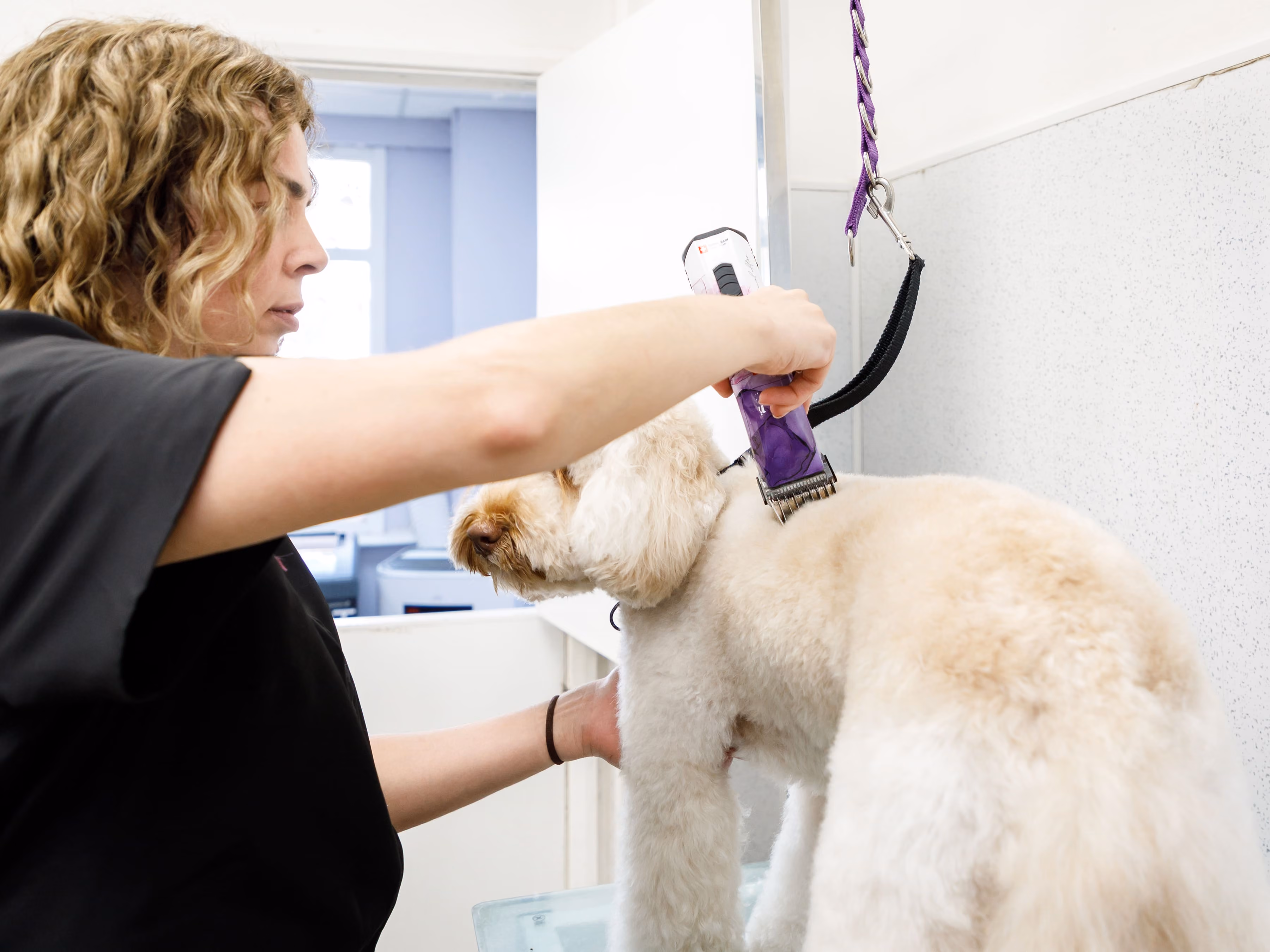 Woman grooming a cream-colored dog using clippers on a grooming table.