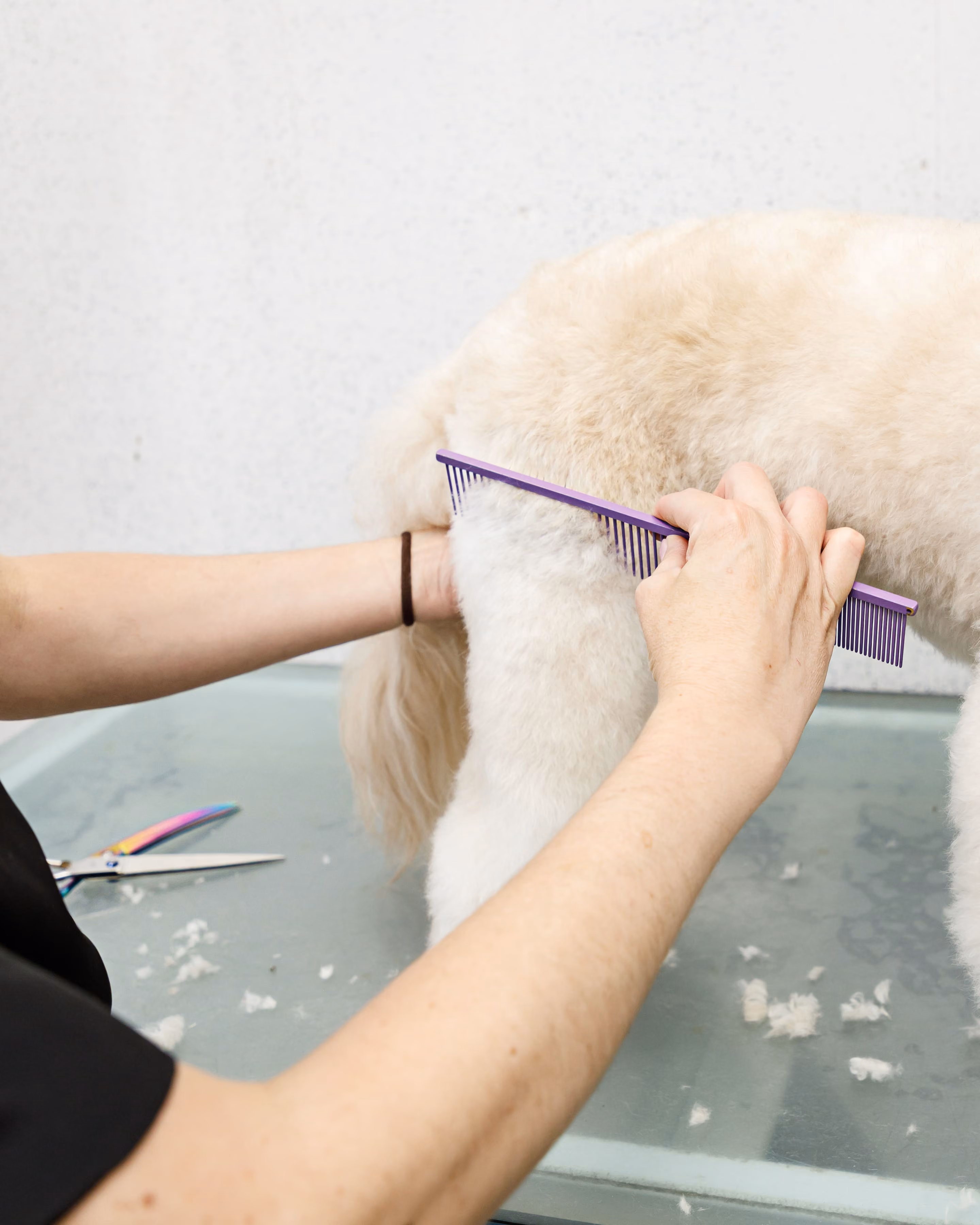 Person combing the fluffy white fur of a dog on a grooming table with scissors nearby.