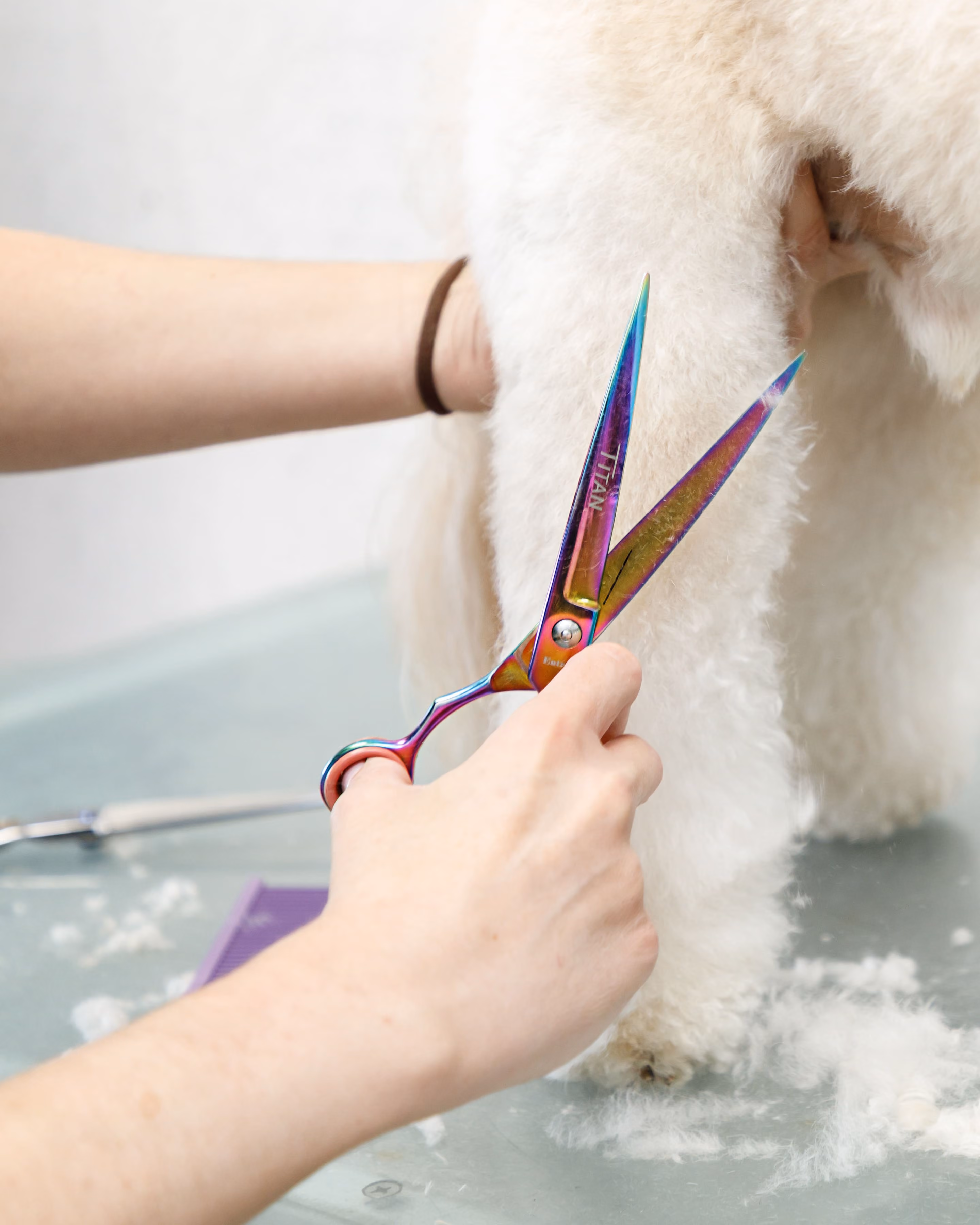 Hand using iridescent scissors to groom a white fluffy dog's leg on a grooming table.