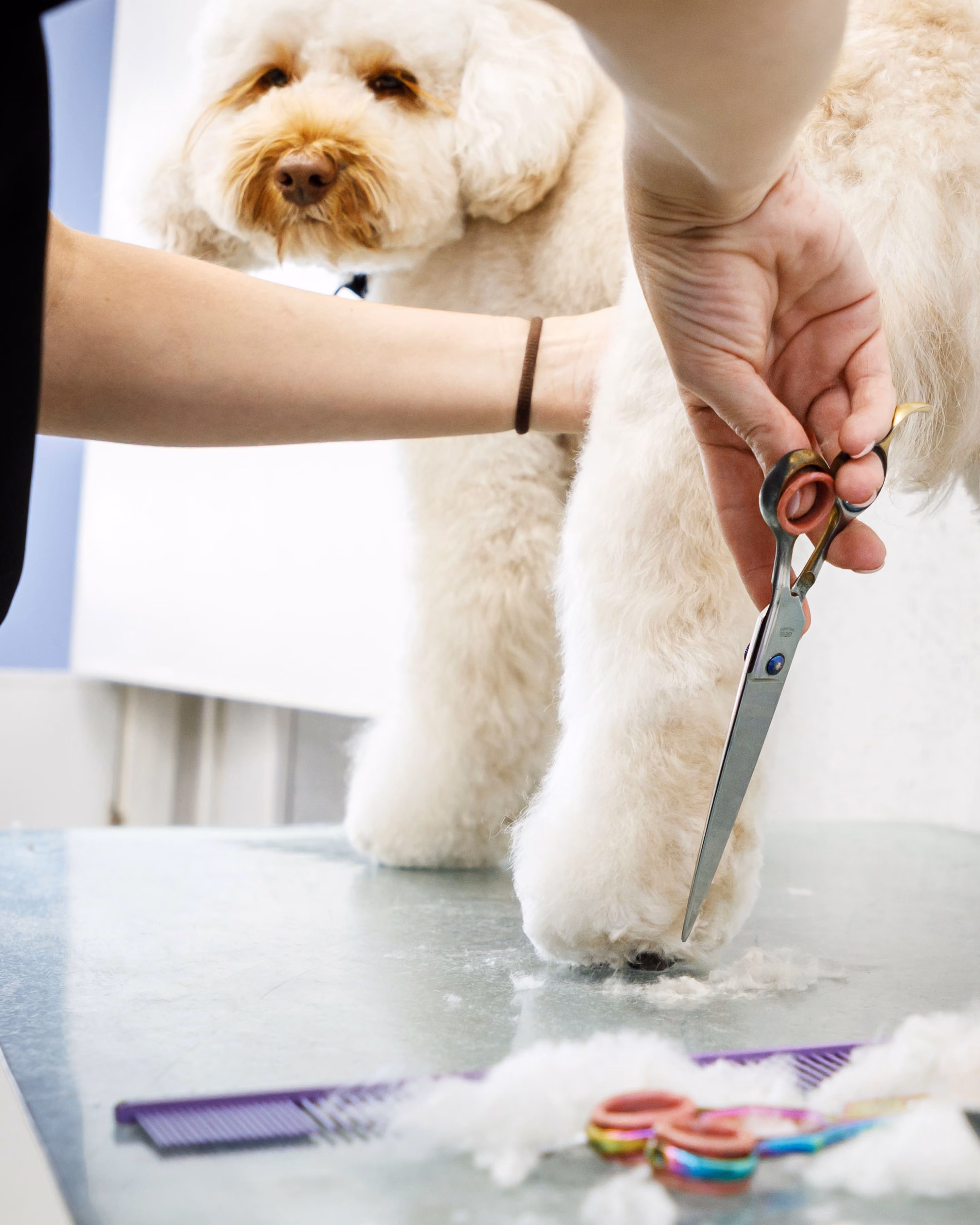 Close-up of a groomer trimming a fluffy white dog's leg fur with scissors on grooming table.
