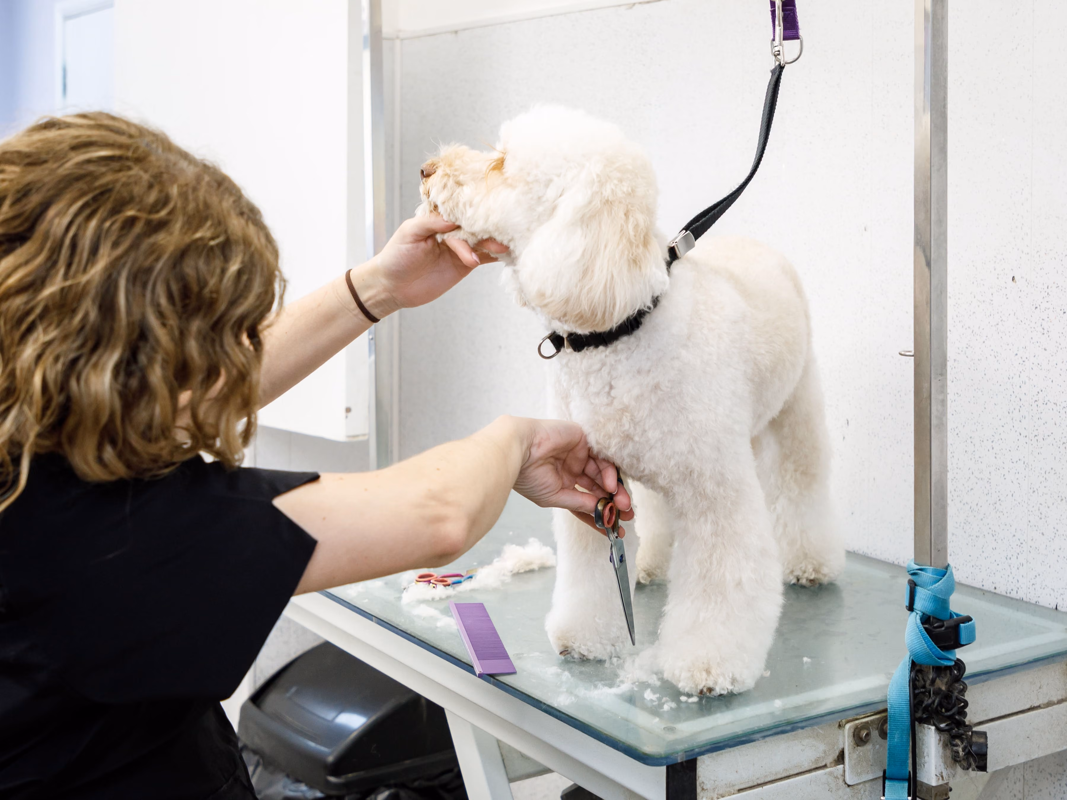 Groomer holding a poodle's chin and trimming its fur on a grooming table with scissors.