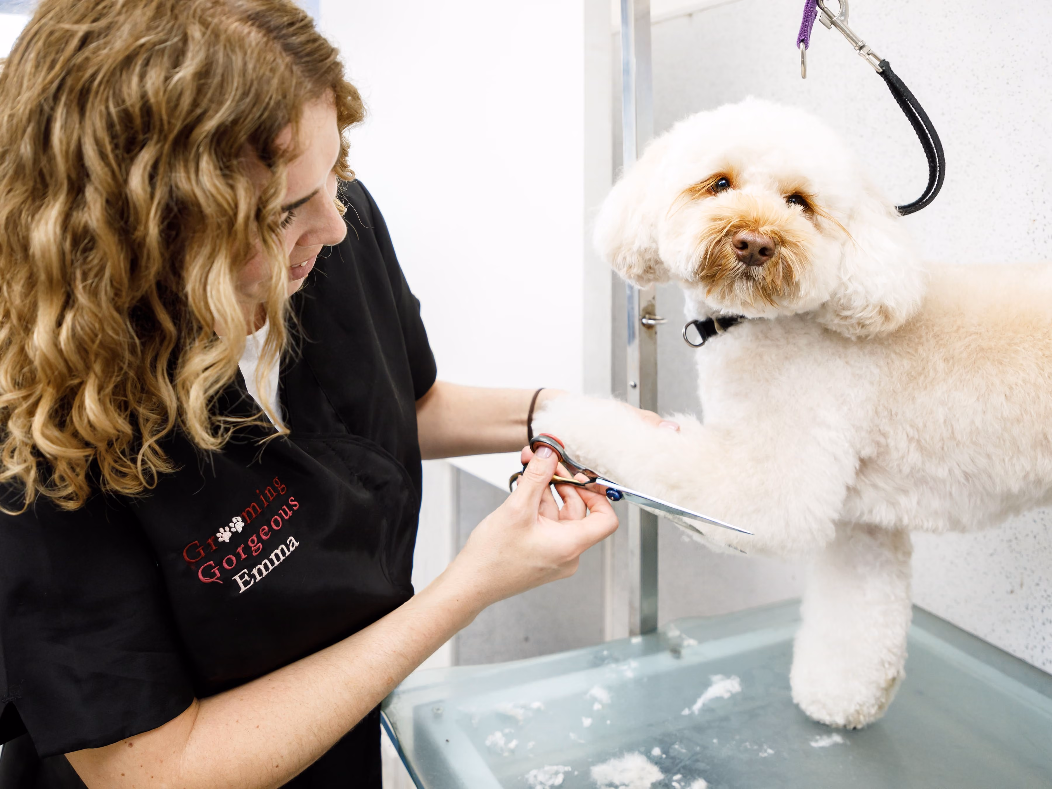 Woman grooming a fluffy white dog, trimming its front paw with scissors on a grooming table.