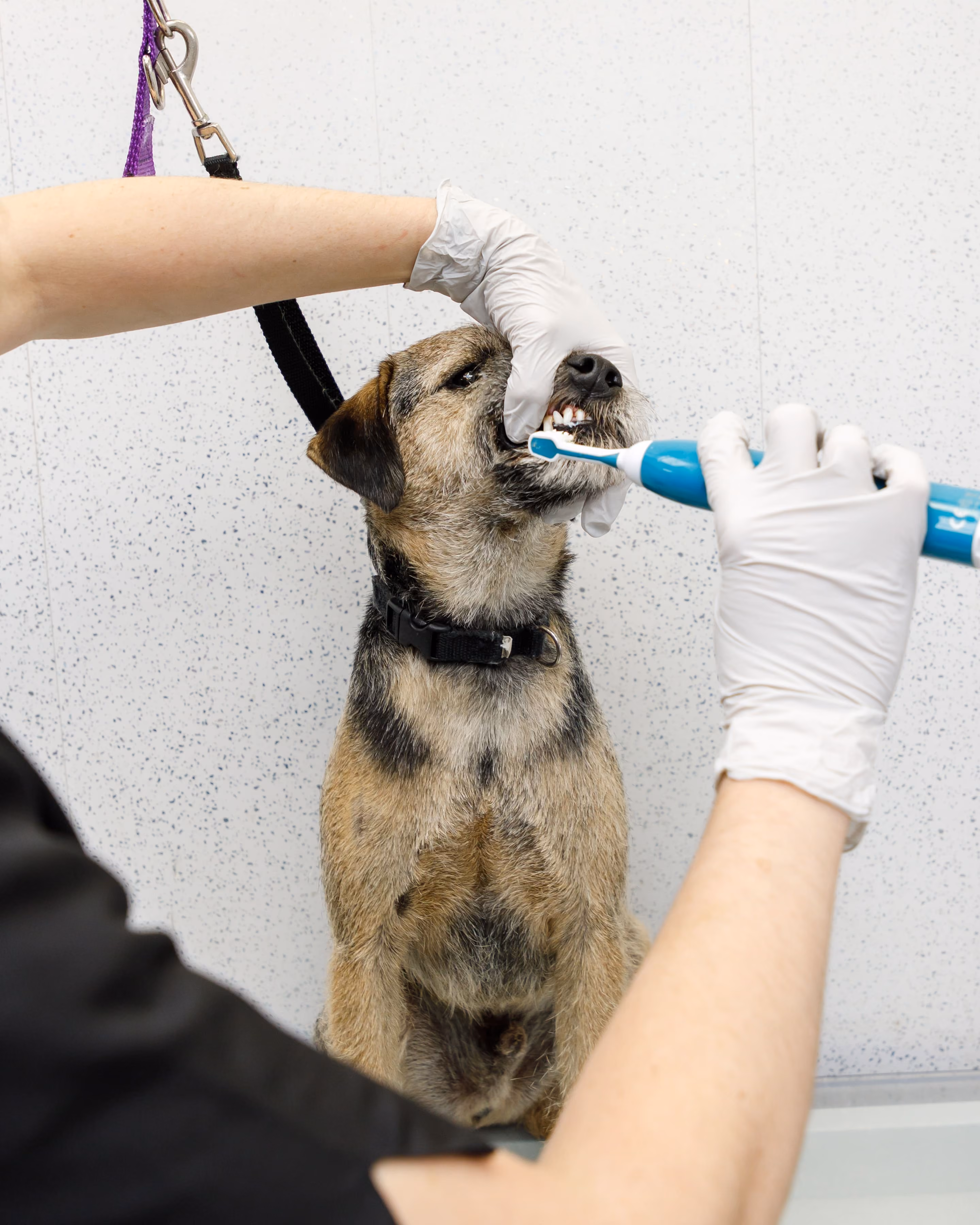 Person wearing gloves brushing teeth of a small brown and black dog with an electric toothbrush.