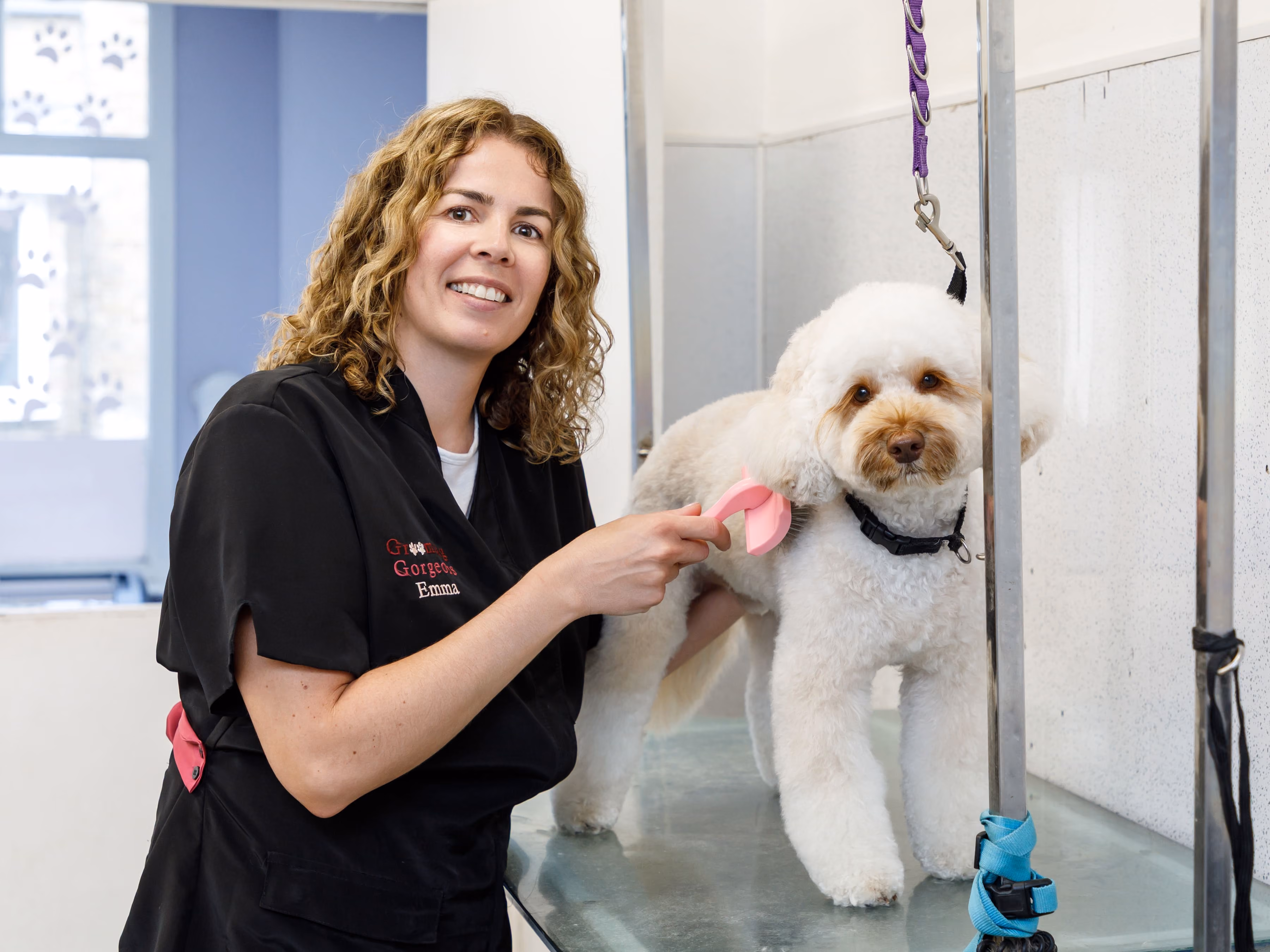 A woman groomer brushes a fluffy white dog standing on a grooming table with a purple leash.