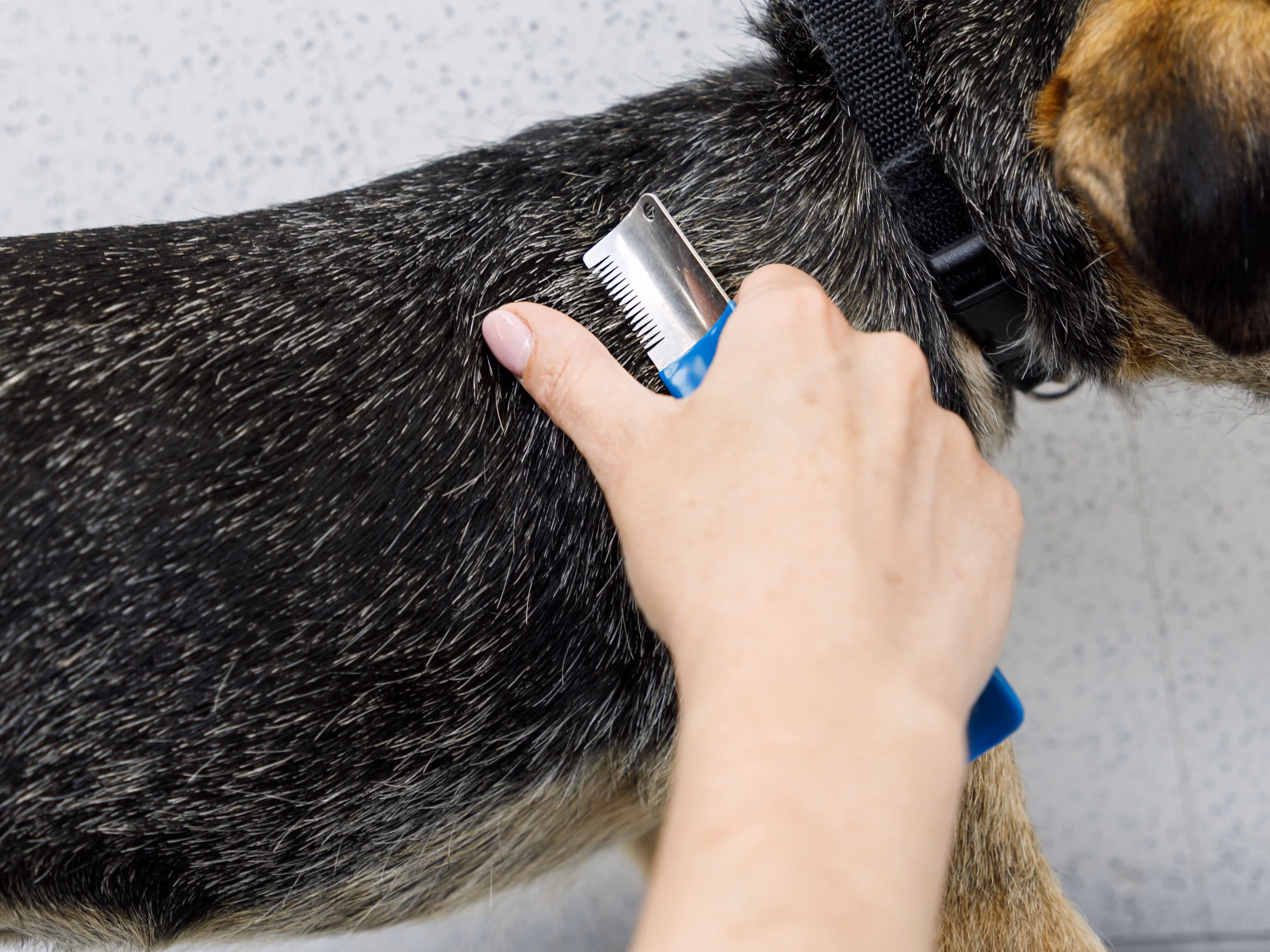 Hand using a blue metal comb to groom the black and brown fur of a dog wearing a collar.