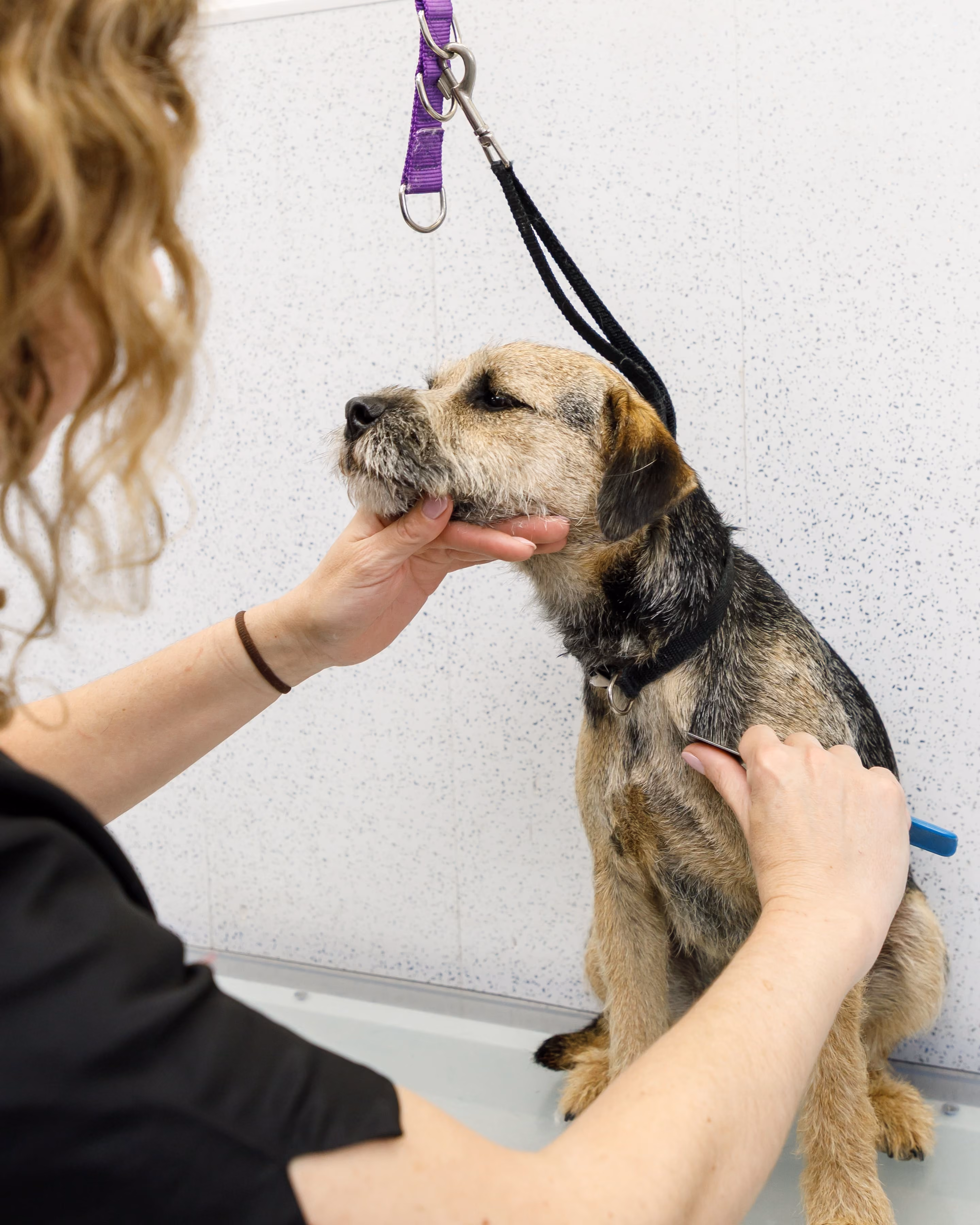 Groomer holding a dog’s chin while brushing its fur with a comb on a grooming table.