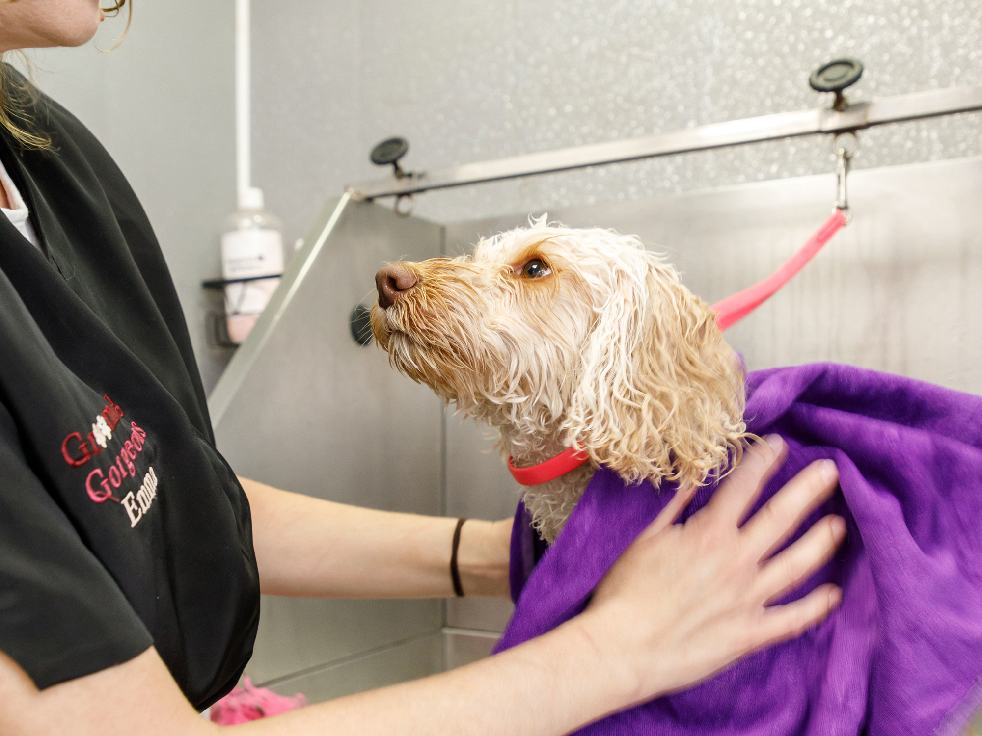 Puppy being gently dried after a bath