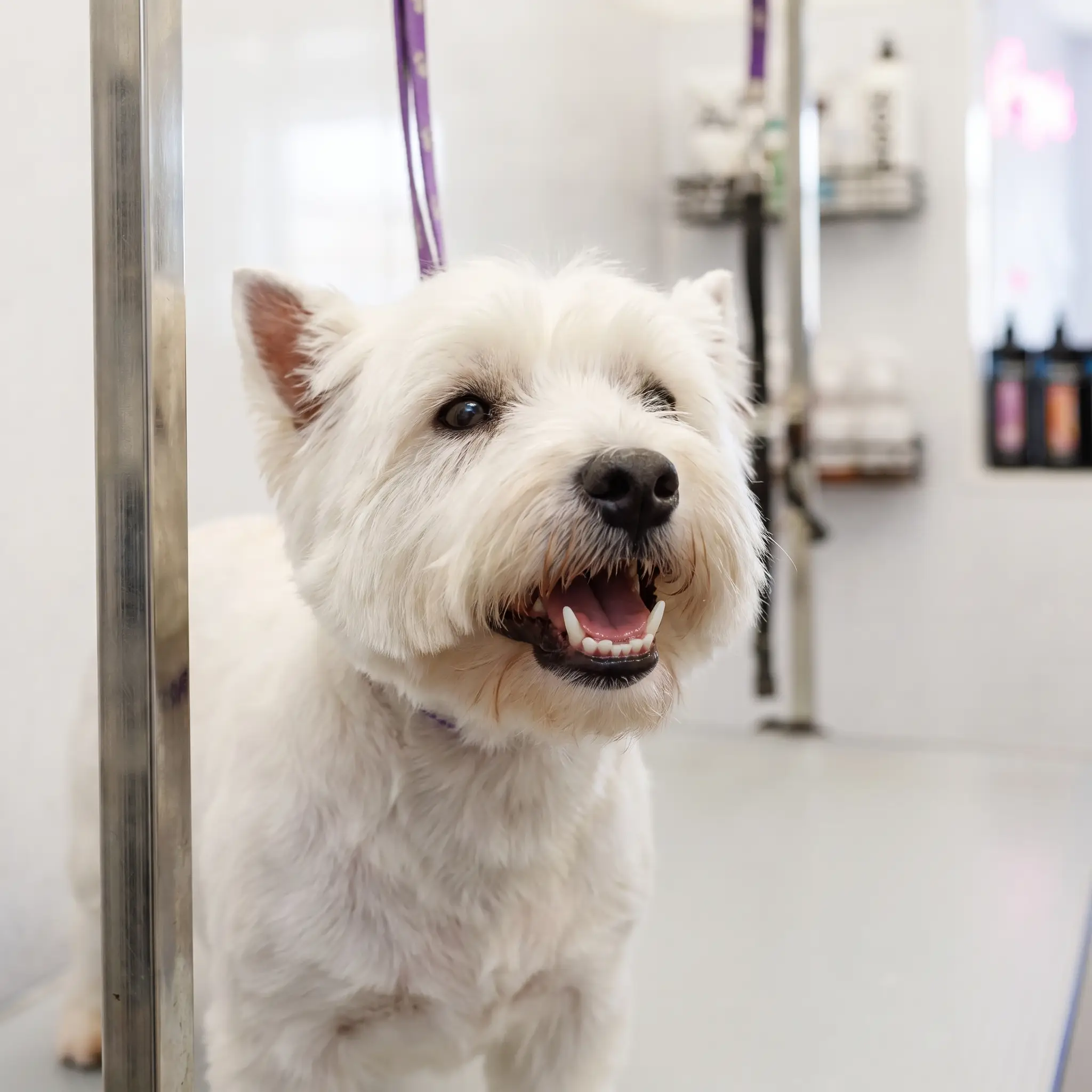 Freshly cleaned teeth on a westie after ultrasonic treatment