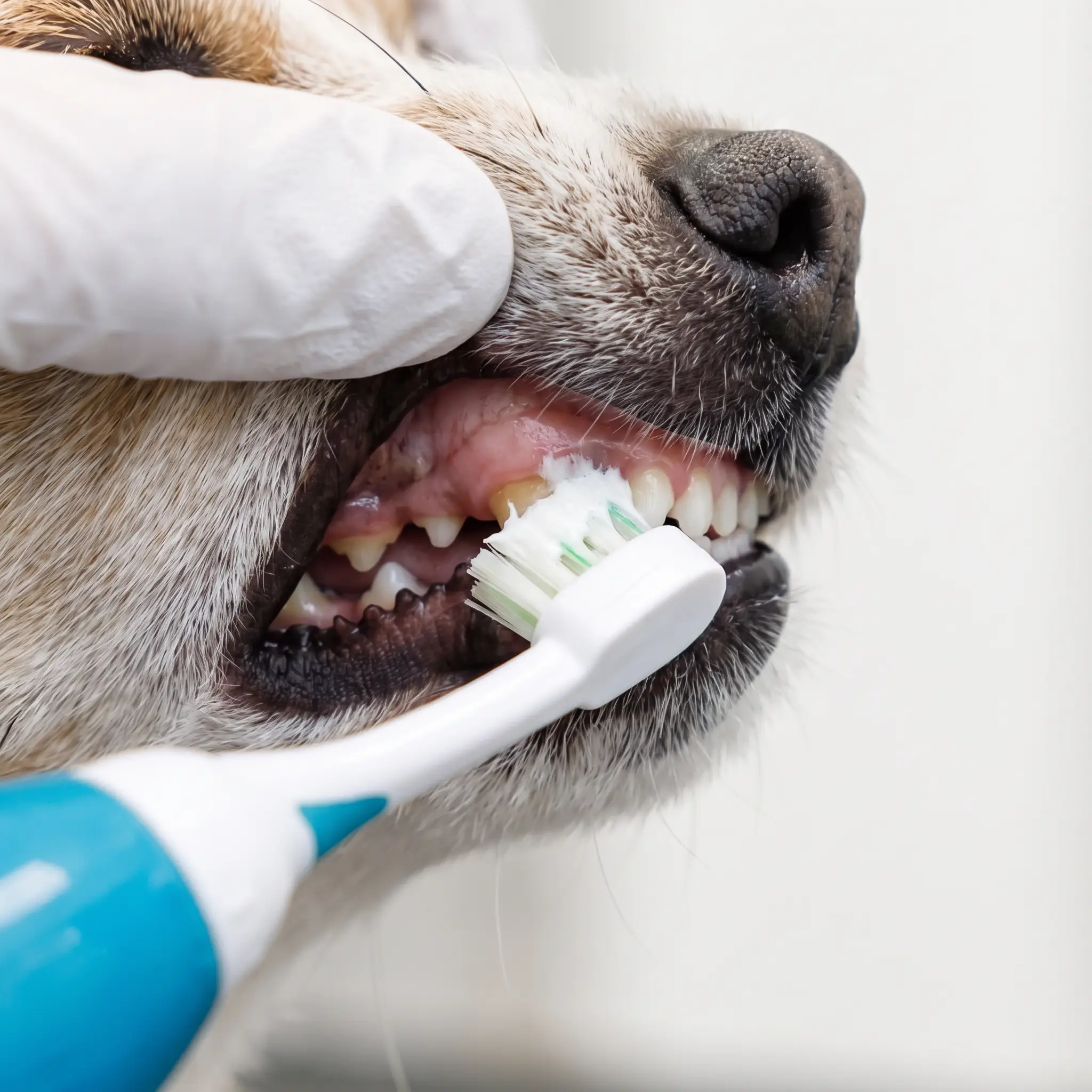 Macro of ultrasonic toothbrush head cleaning along a dog's gum line
