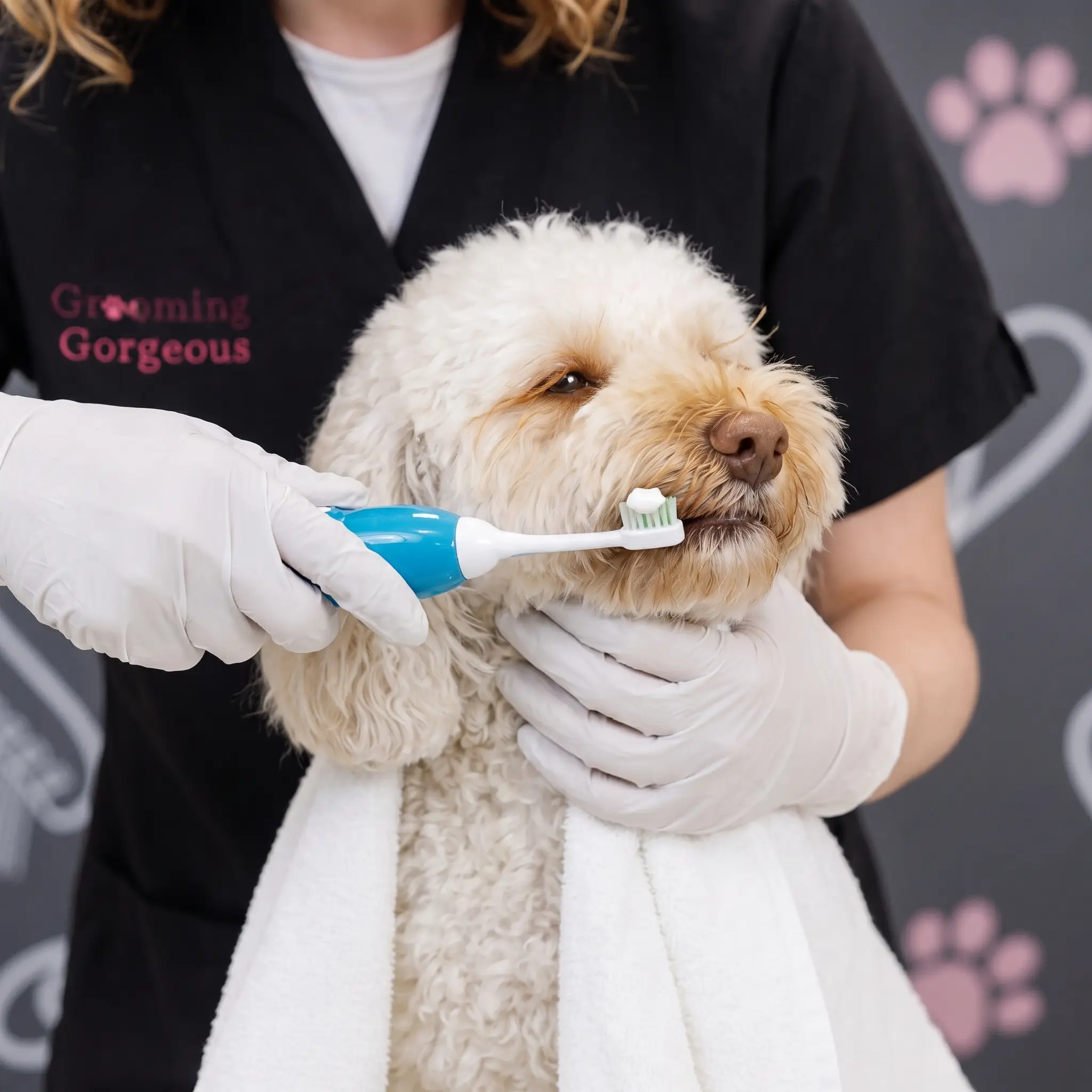Close-up of ultrasonic pet toothbrush cleaning a small dog's teeth