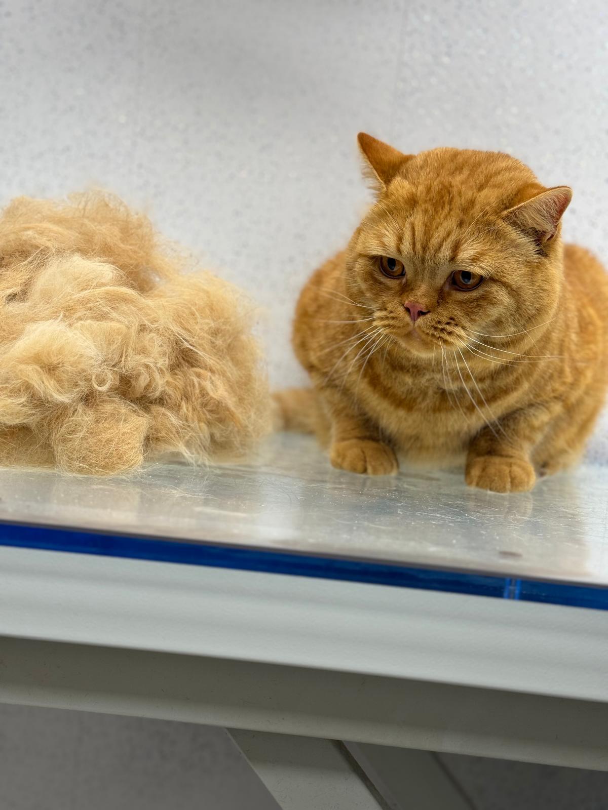Contented cat after a low-stress salon visit