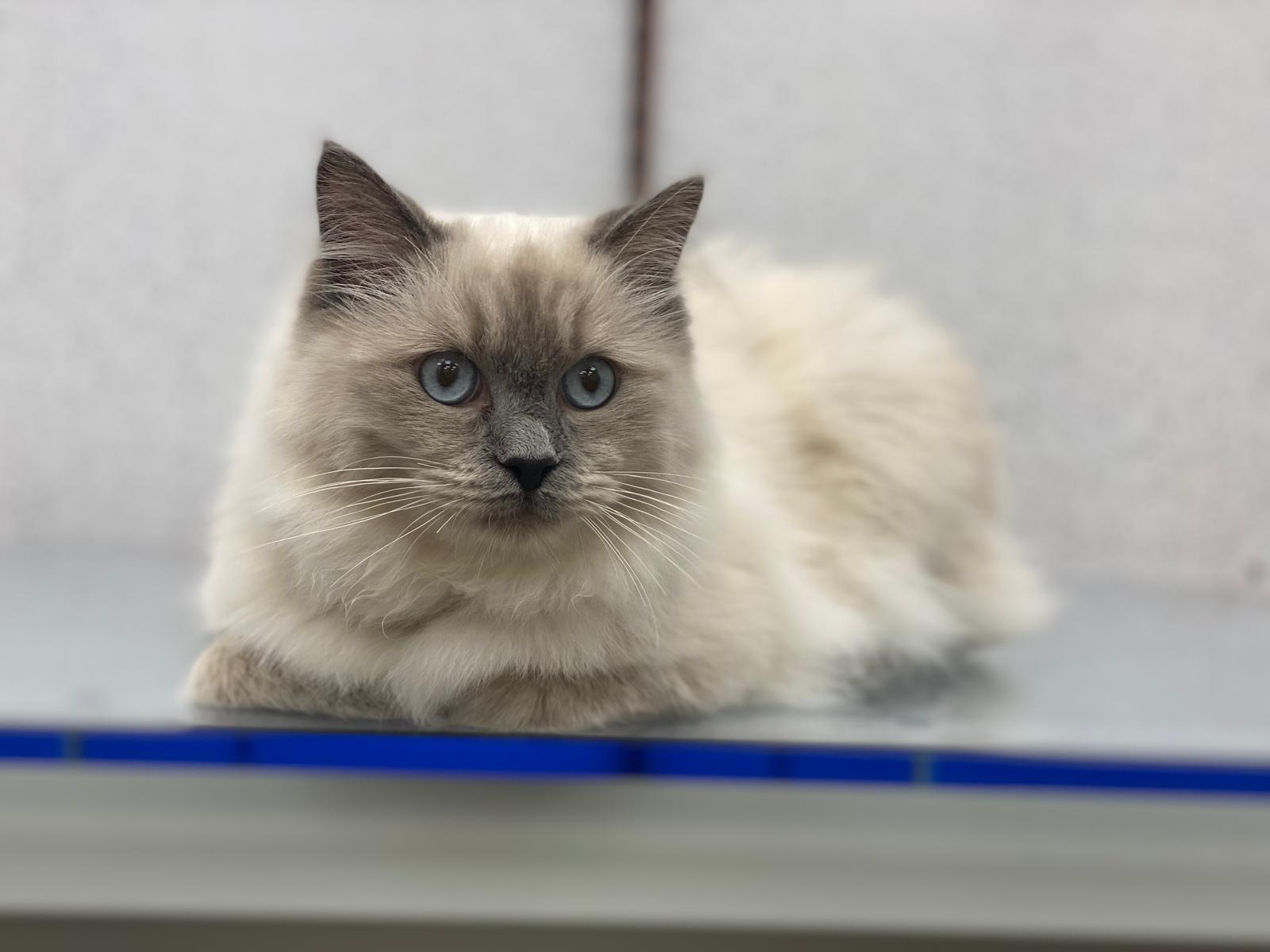 Relaxed cat after gentle grooming at Grooming Gorgeous