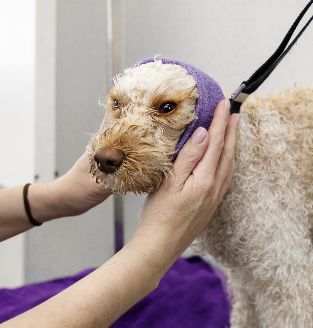 Dead Sea mud therapy soothing a dog's dry skin