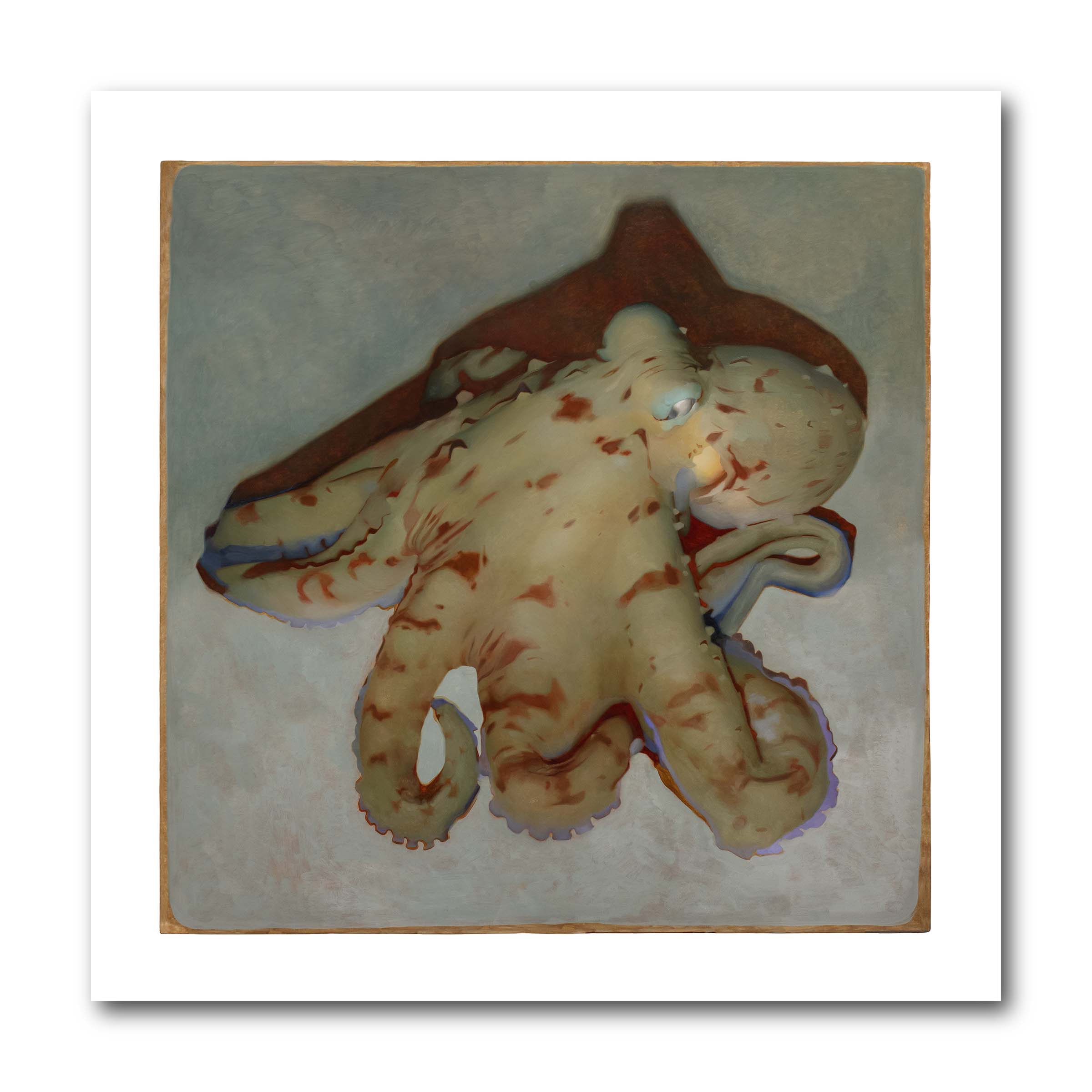 Octopus Vulgaris
