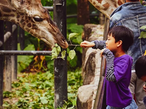 Child feeding giraffe leaves using a stick through a fence at a zoo.