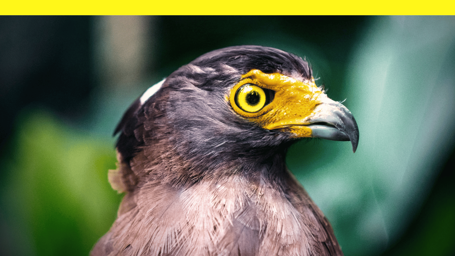 Close-up of a bird with a yellow eye ring and beak against a blurred green background.